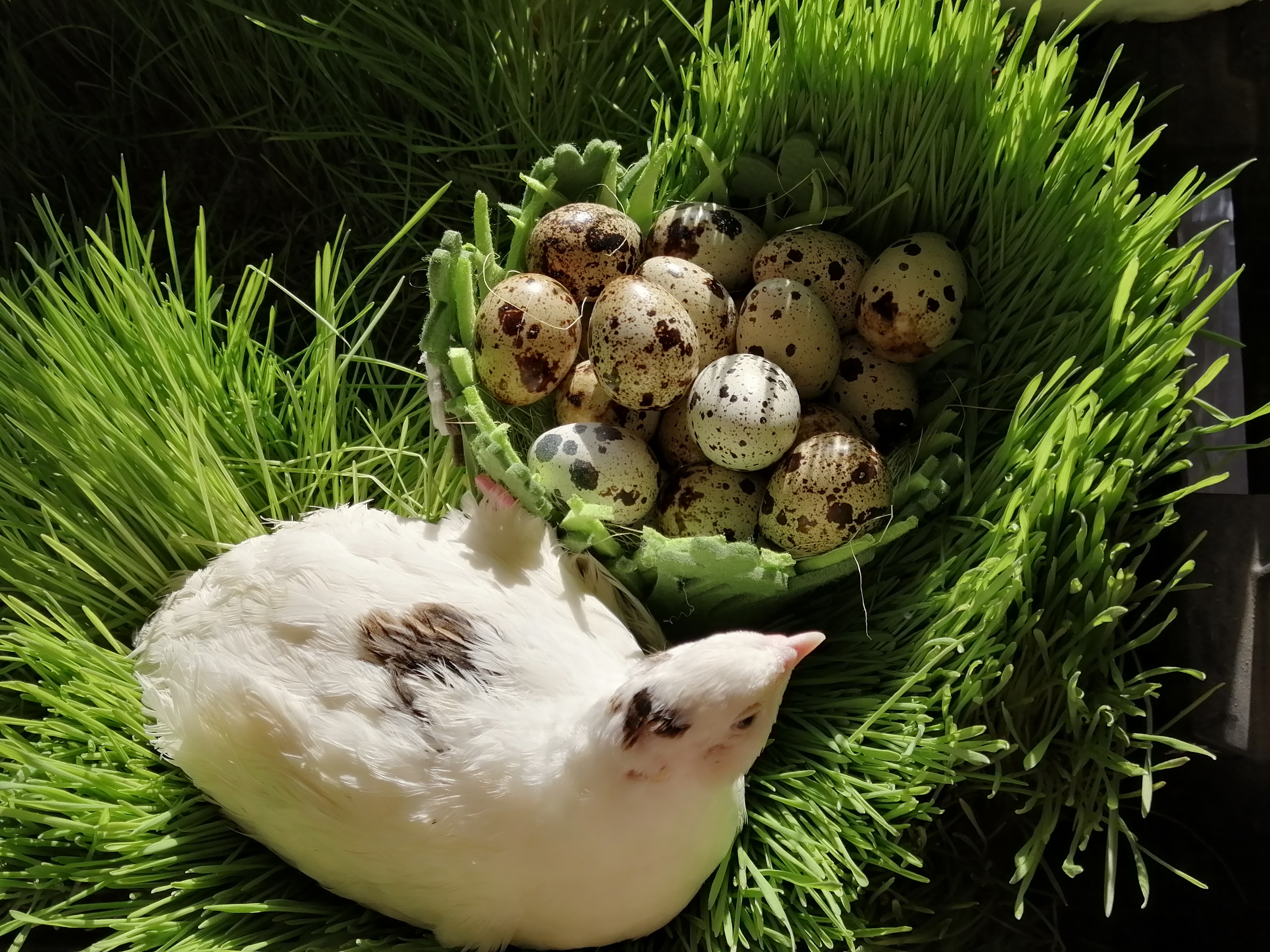 Техасский бройлерный перепел