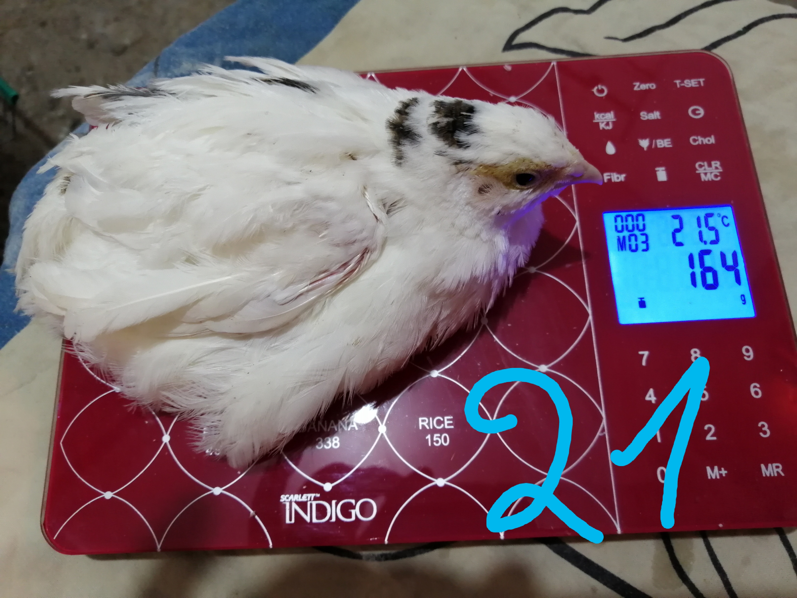 Трёхнедельный техасский перепел