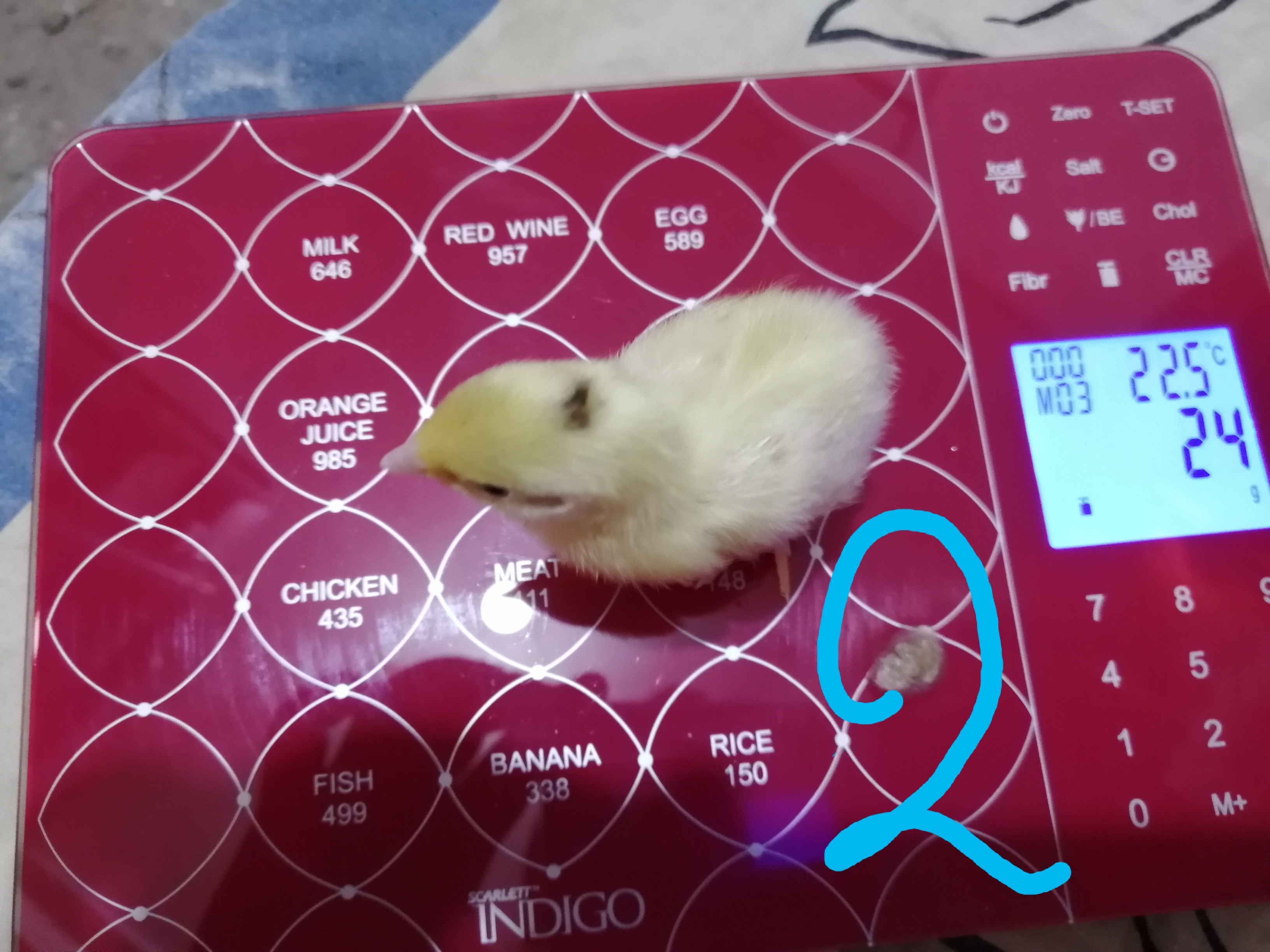 Двухдневный техасский перепел