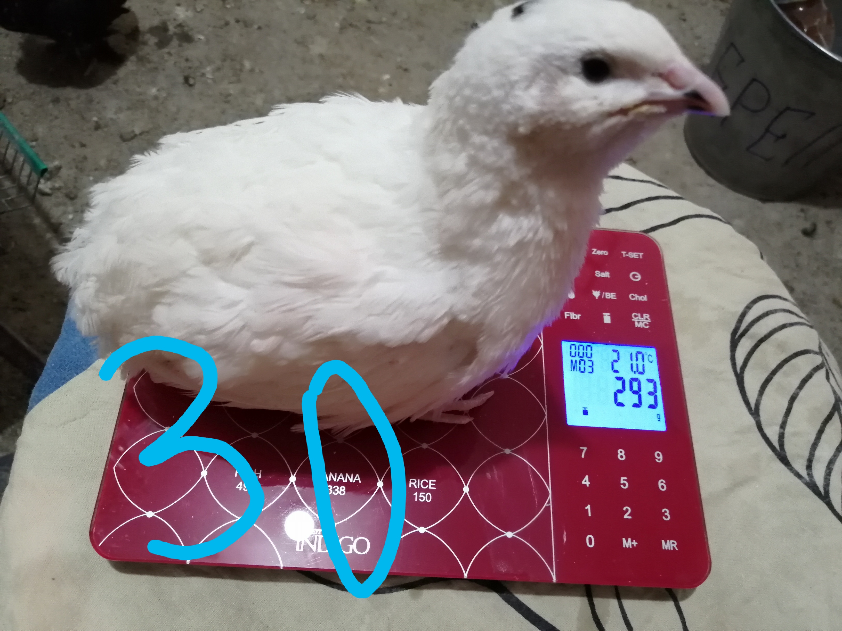 Тридцатидневный техасский перепел