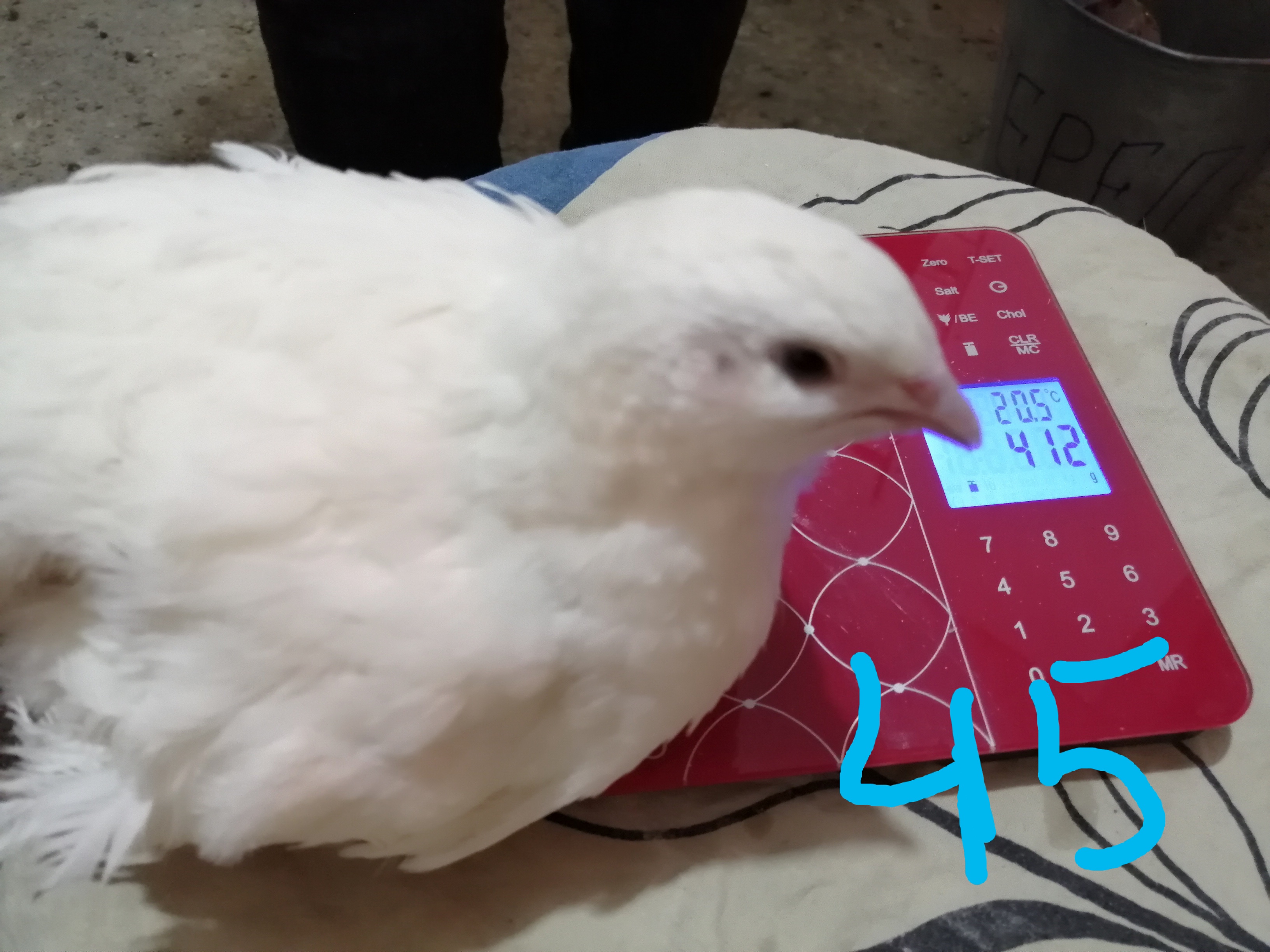 Техасский перепел в 45 дневном возрасте