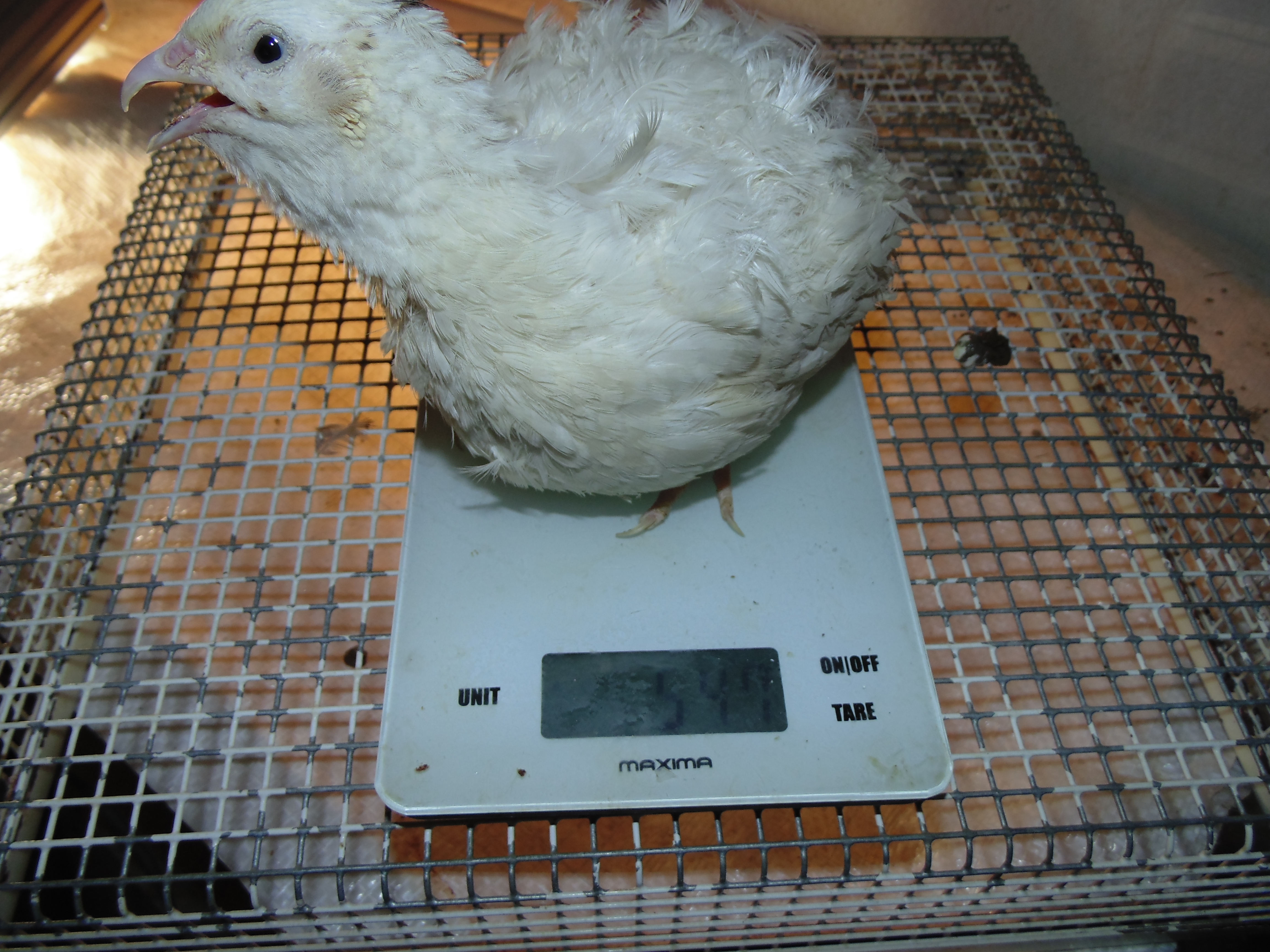 До таких размеров вырастают техасские перепела