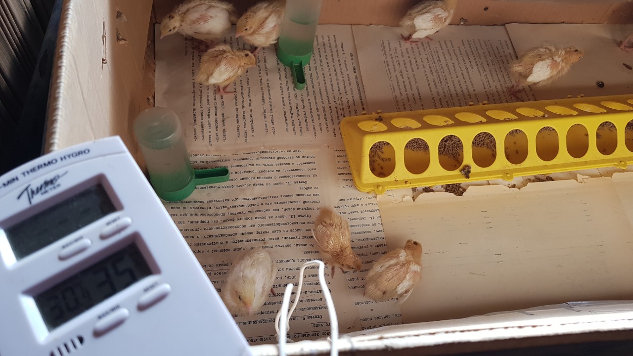 Техасские перепелята