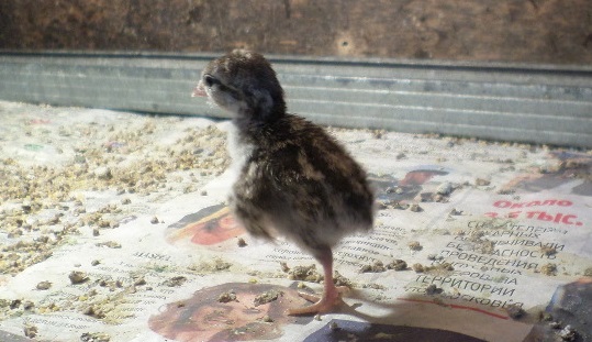 Птенец кеклика