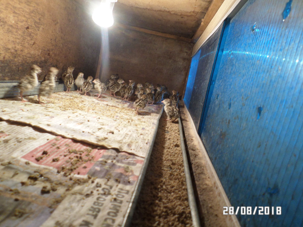 Птенцы кеклика