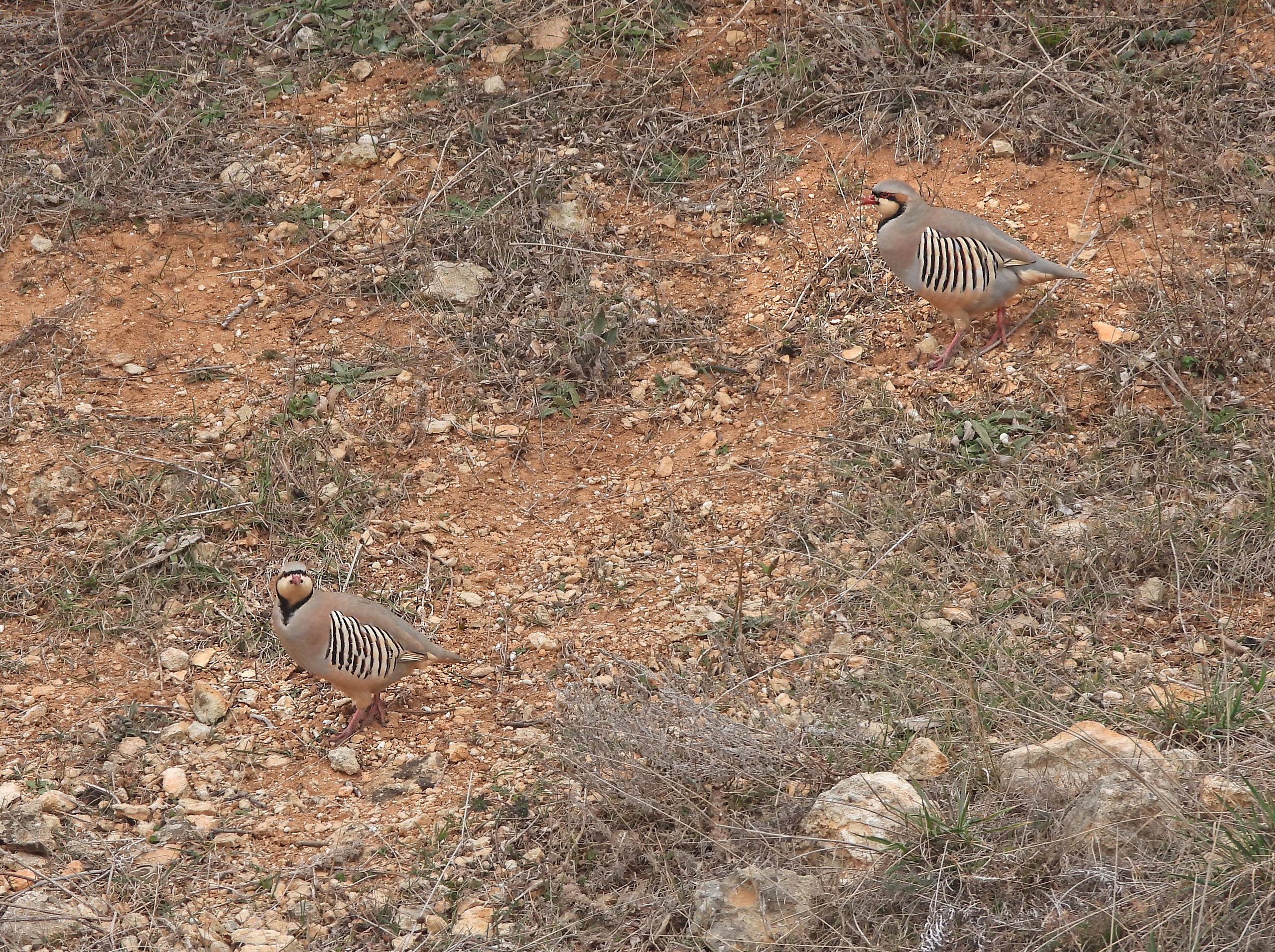 Пара азиатских кекликов на дачных участках под Севастополем. 08.03.2023