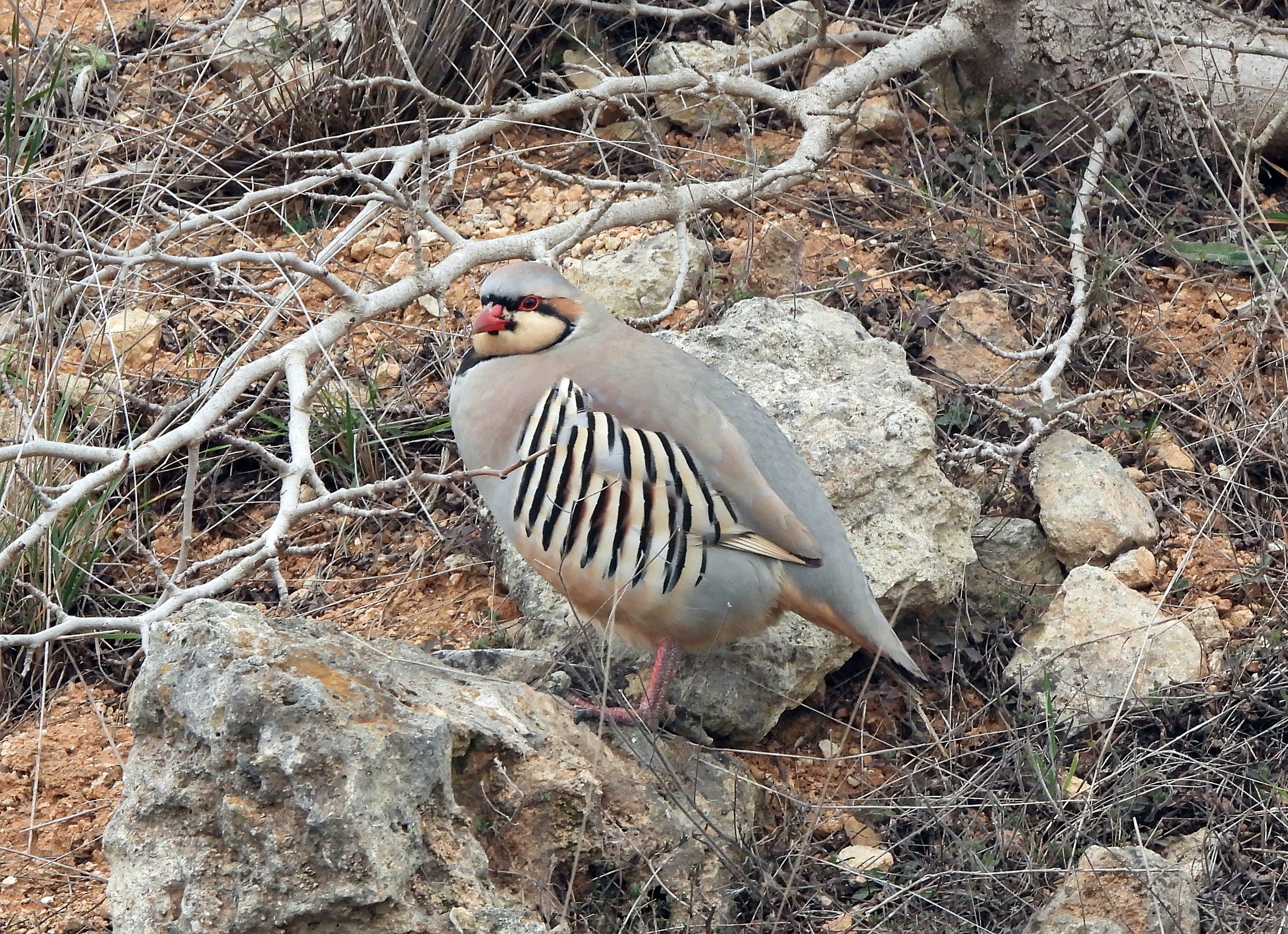 Пара азиатских кекликов на дачных участках под Севастополем. 08.03.2023