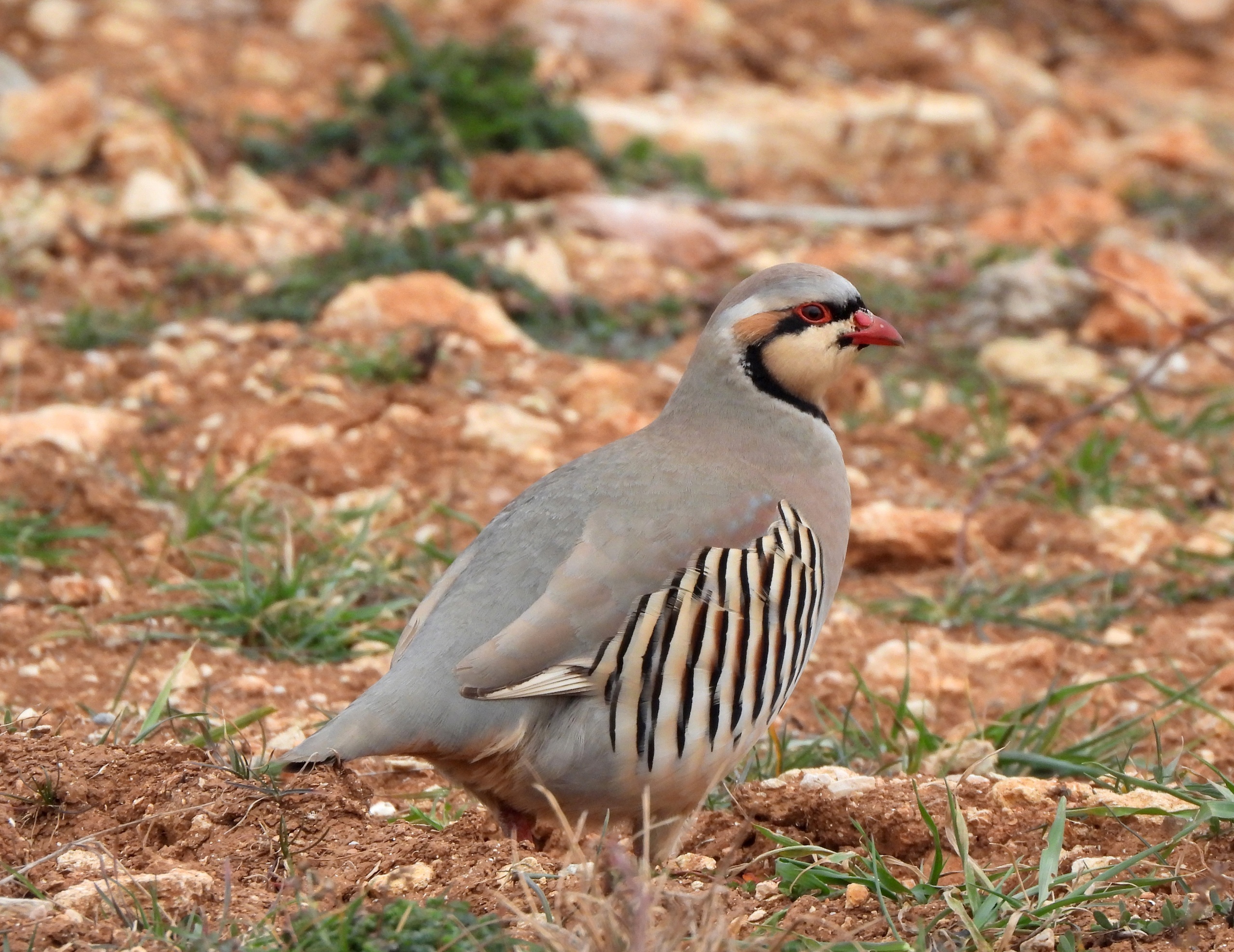 Пара азиатских кекликов на дачных участках под Севастополем. 08.03.2023