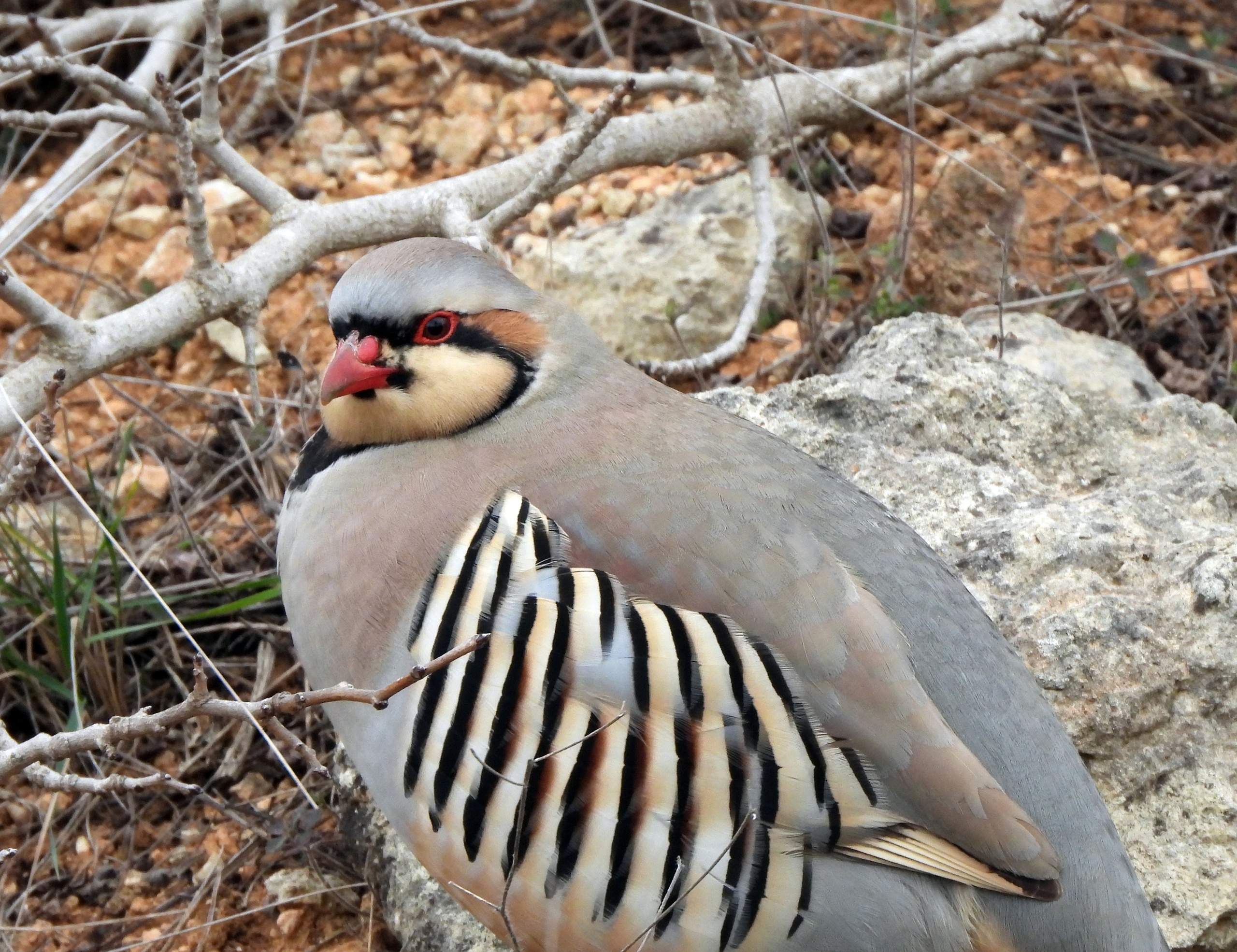 Пара азиатских кекликов на дачных участках под Севастополем. 08.03.2023