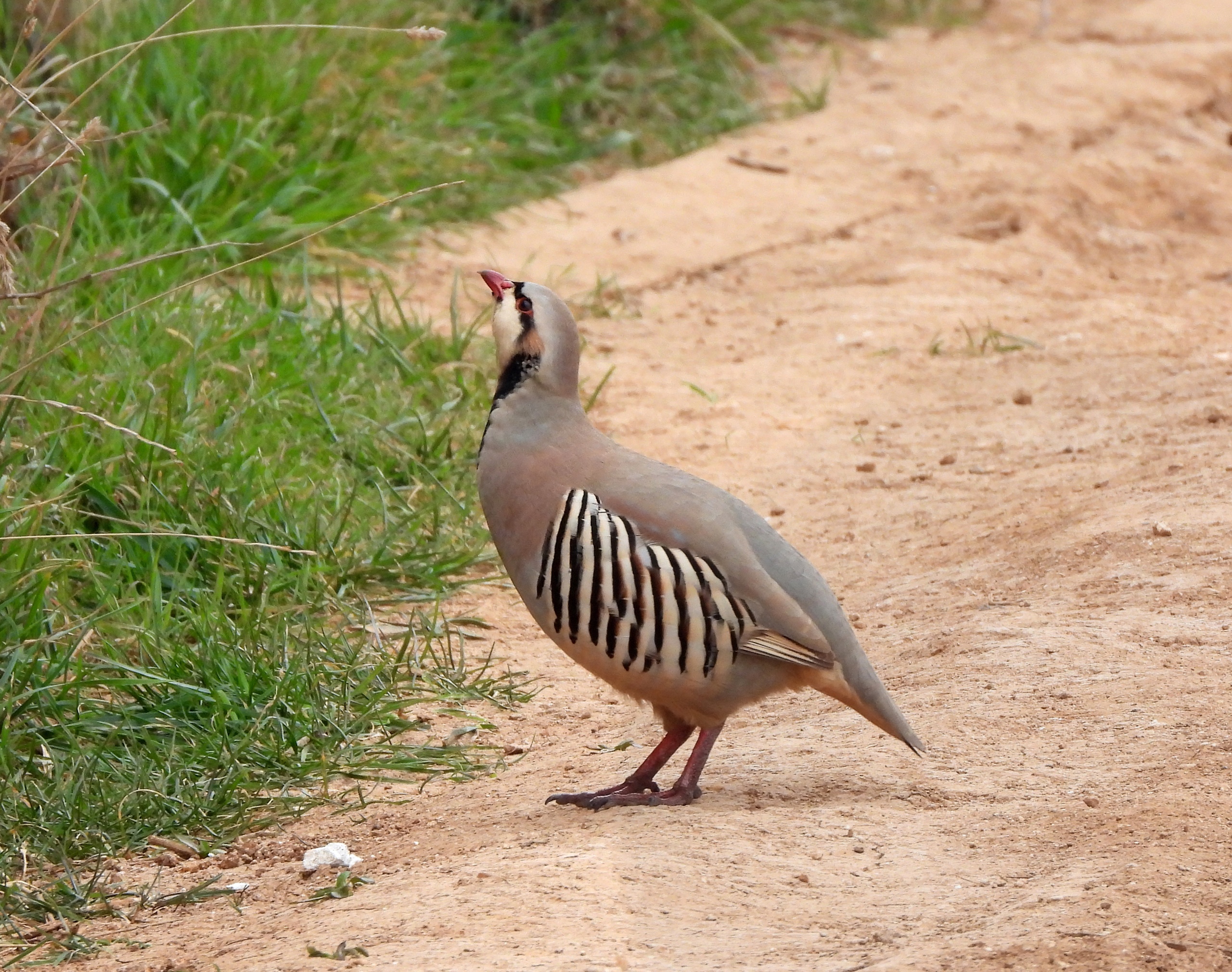 Пара азиатских кекликов на дачных участках под Севастополем. 08.03.2023