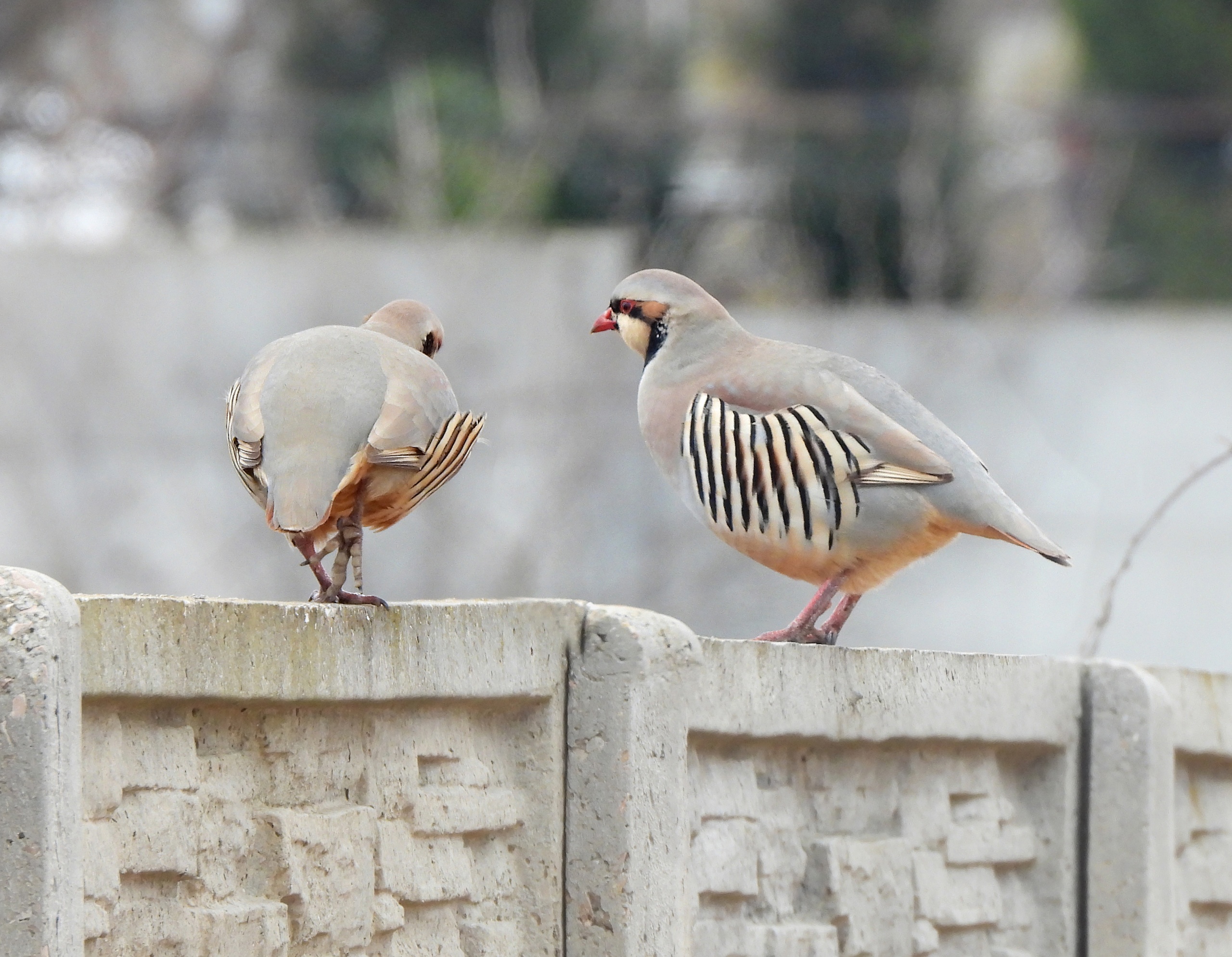 Азиаткий Кеклик - каменная, горная куропатка, разведение в неволе