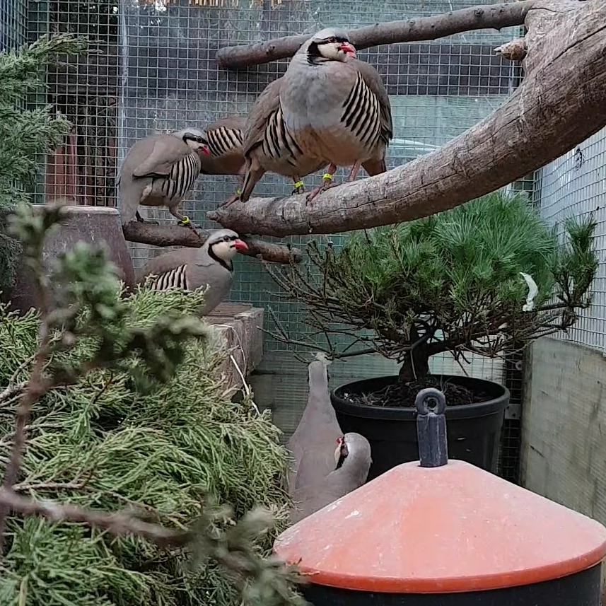 Вольер с азиатскими кекликами