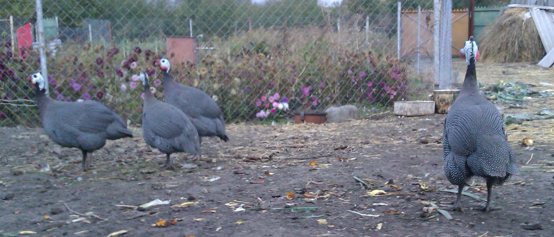 Французская серо-крапчатая бройлерная цесарка - описание породы