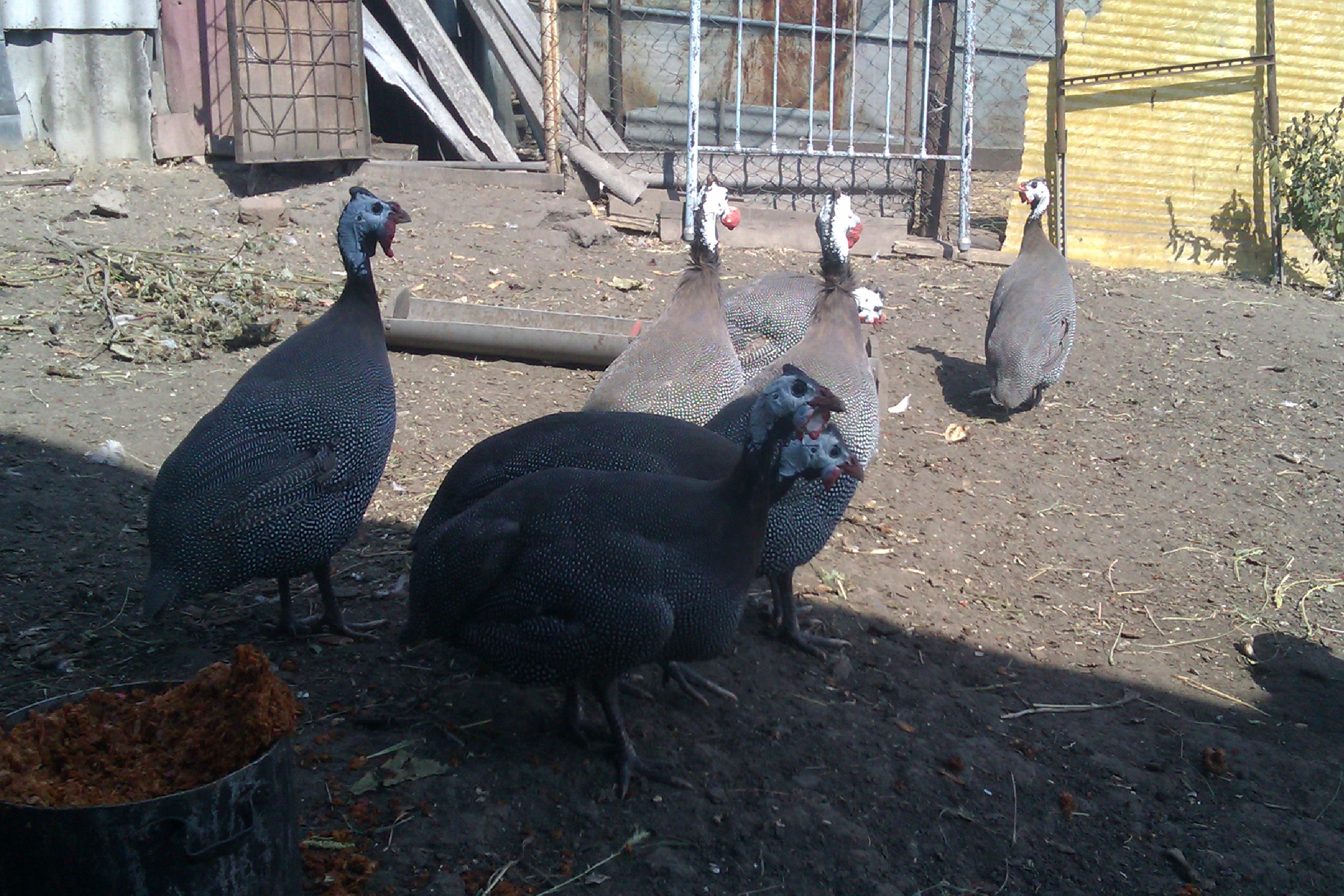 Французские бройлерные цесарки