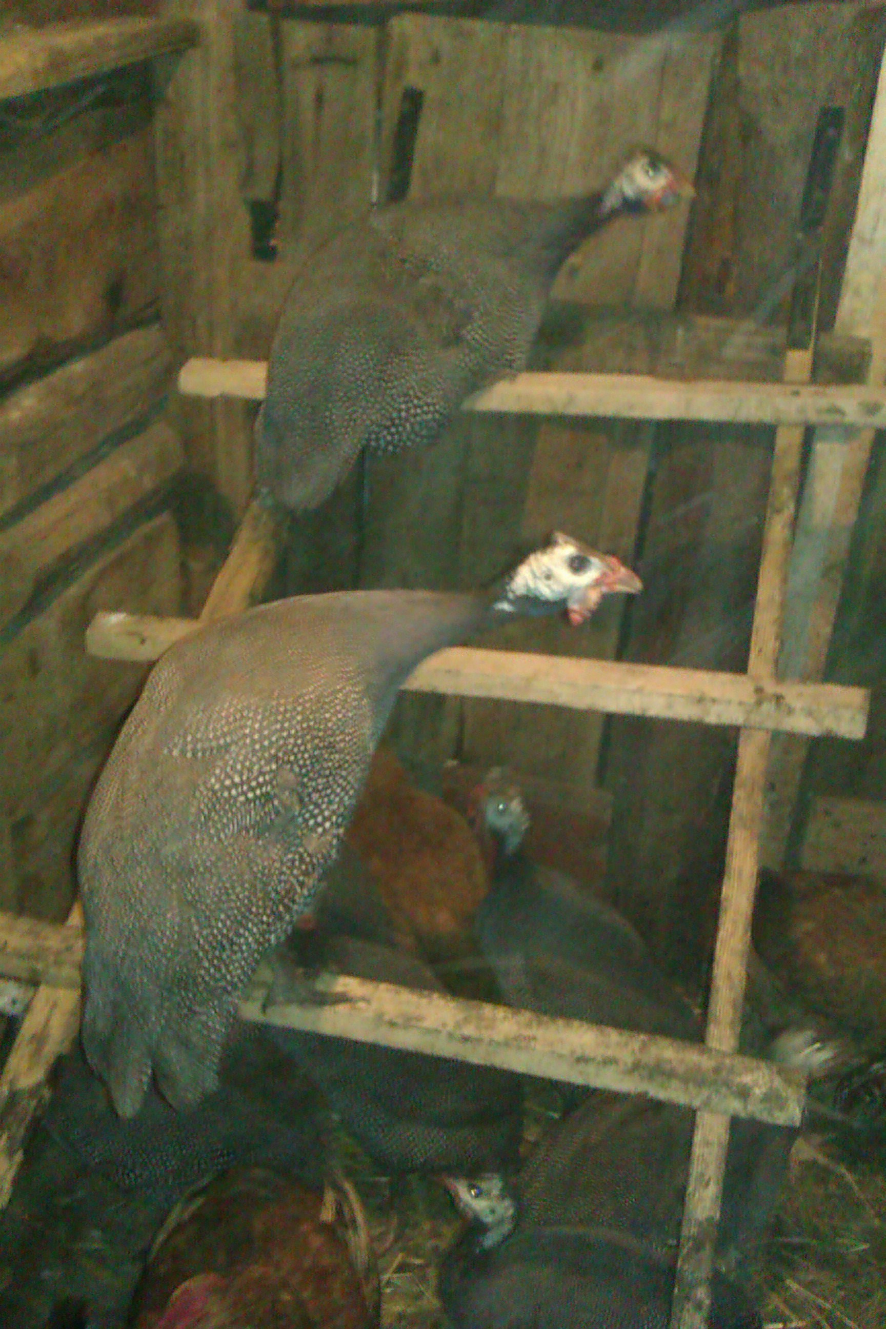 Птичник французских бройлерных цесарок