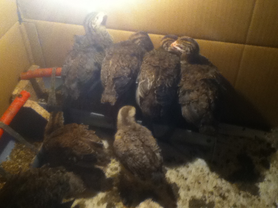 Птенцы французской бройлерной цесарки и цыпленок