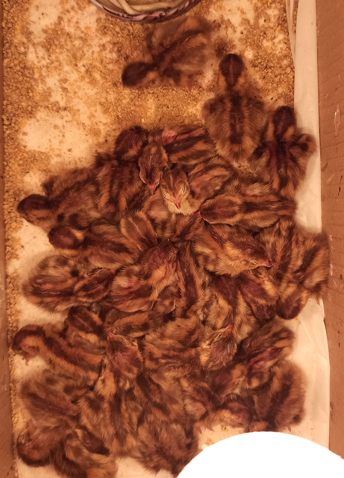 Обсохшие новорожденные угличские перепелята