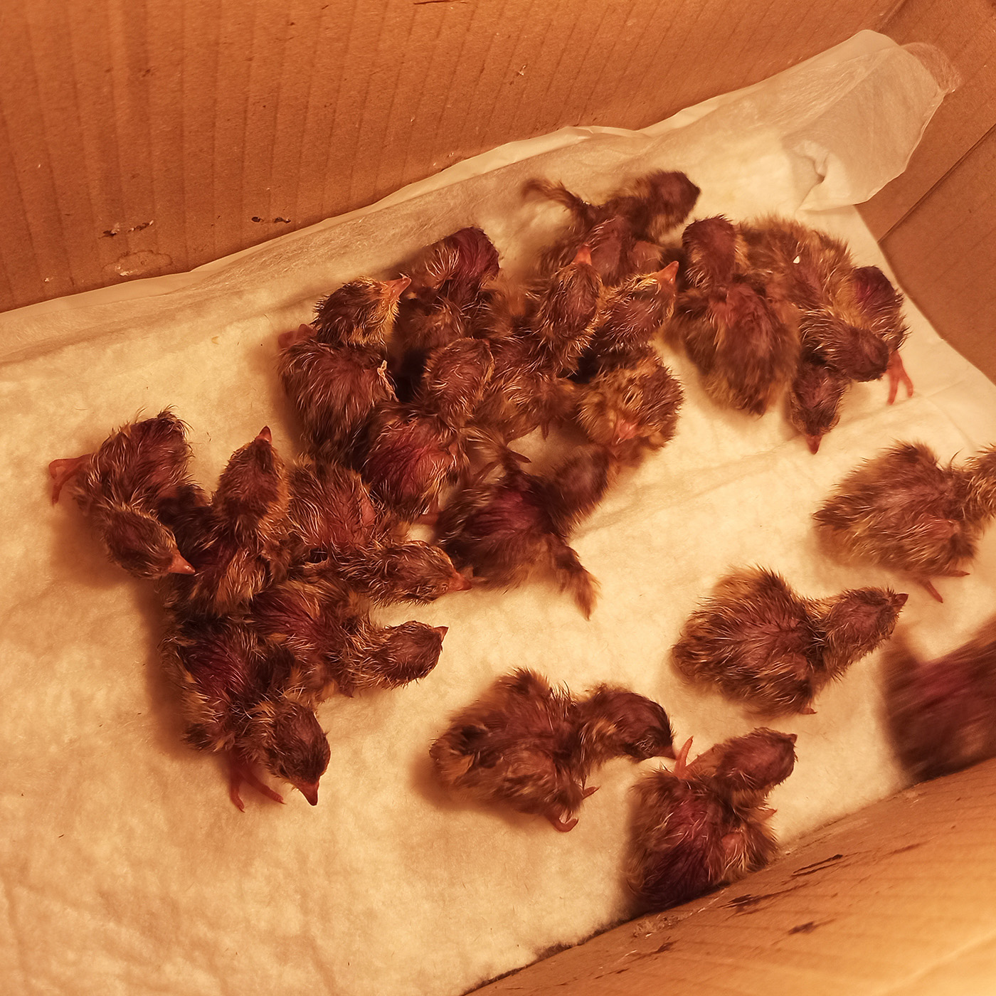 Новорожденные угличские перепелята в возрасте не более двух часов