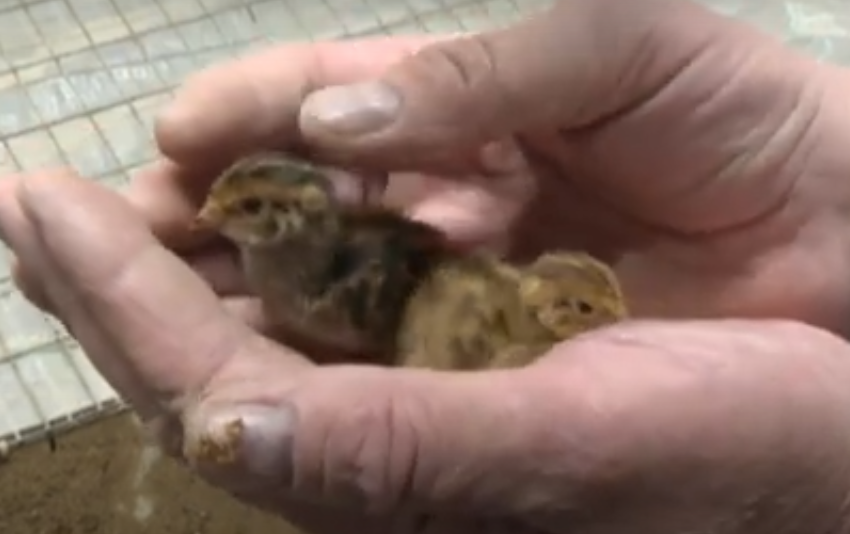 Перепела породы Углич