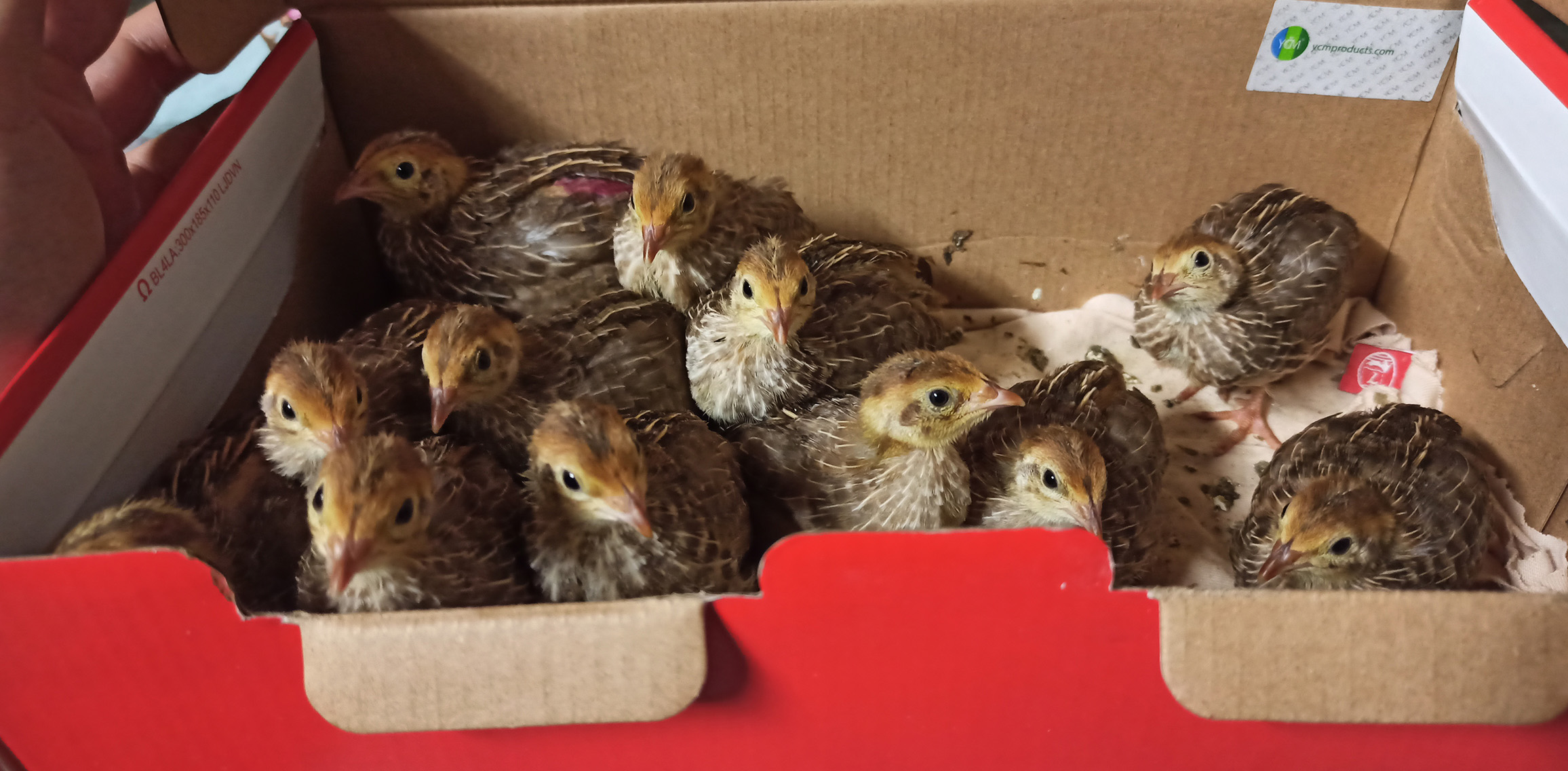 Тринадцатидневные угличские перепелята