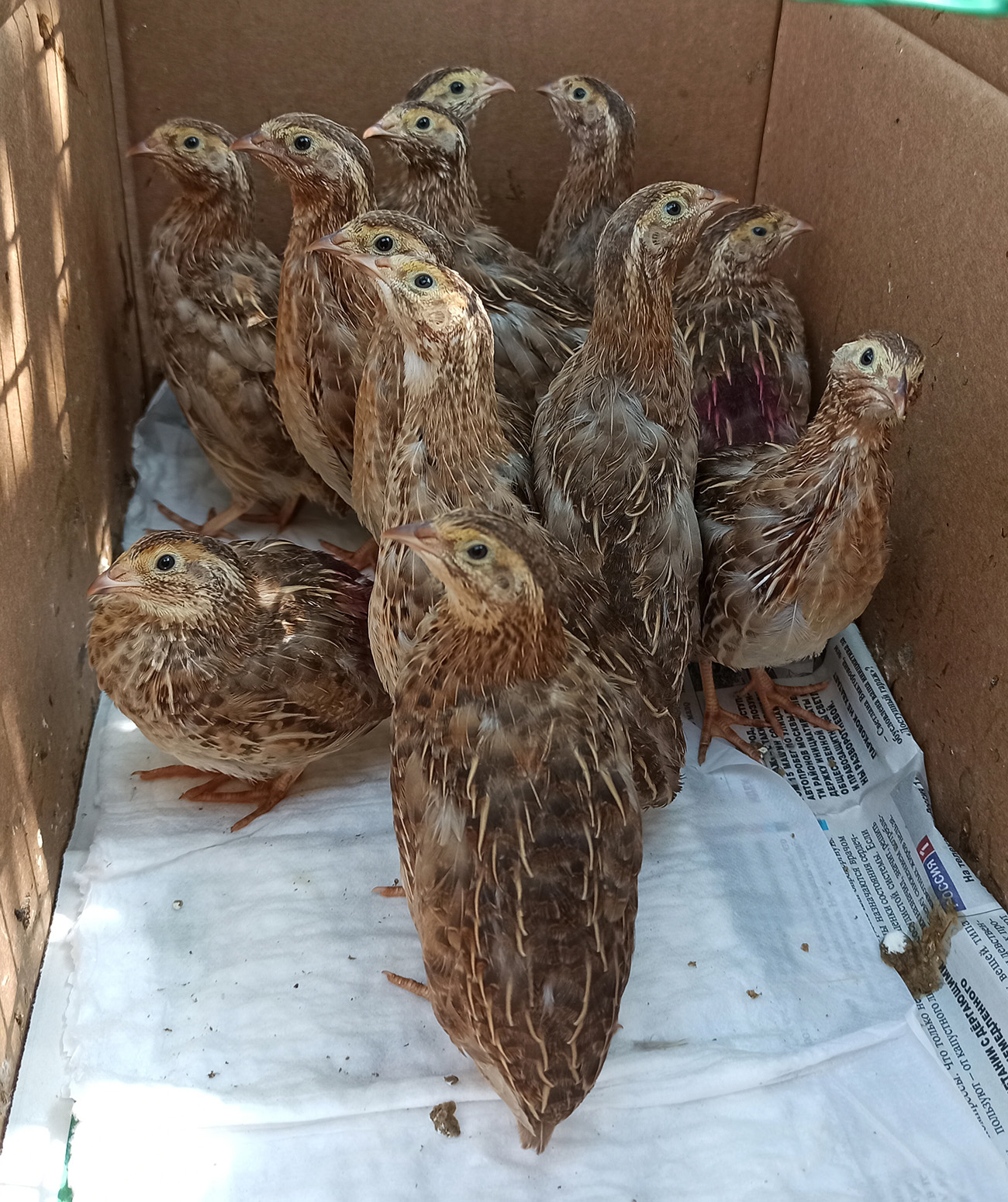 Угличские перепелята в возрасте 25 дней