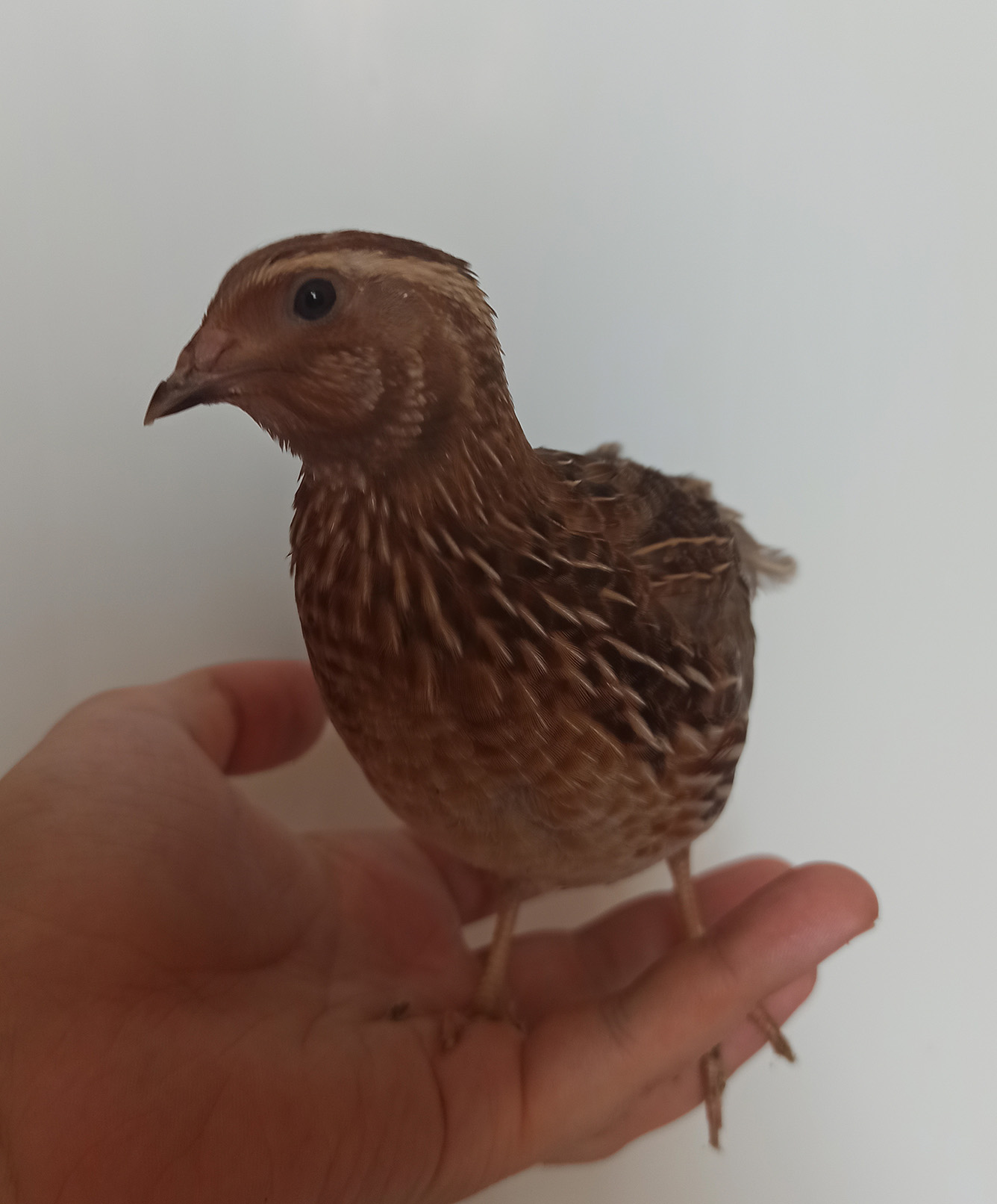 Самец угличского перепела