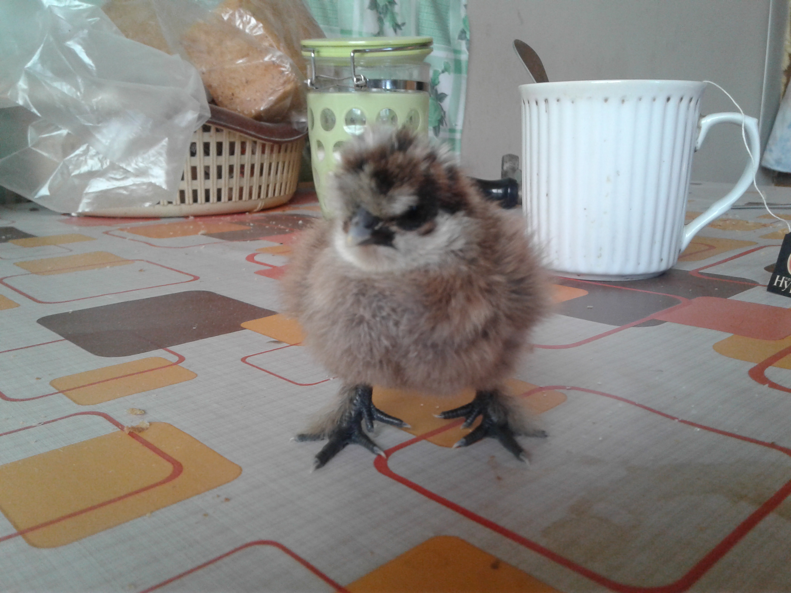 Китайские шёлковые куры породы Силки