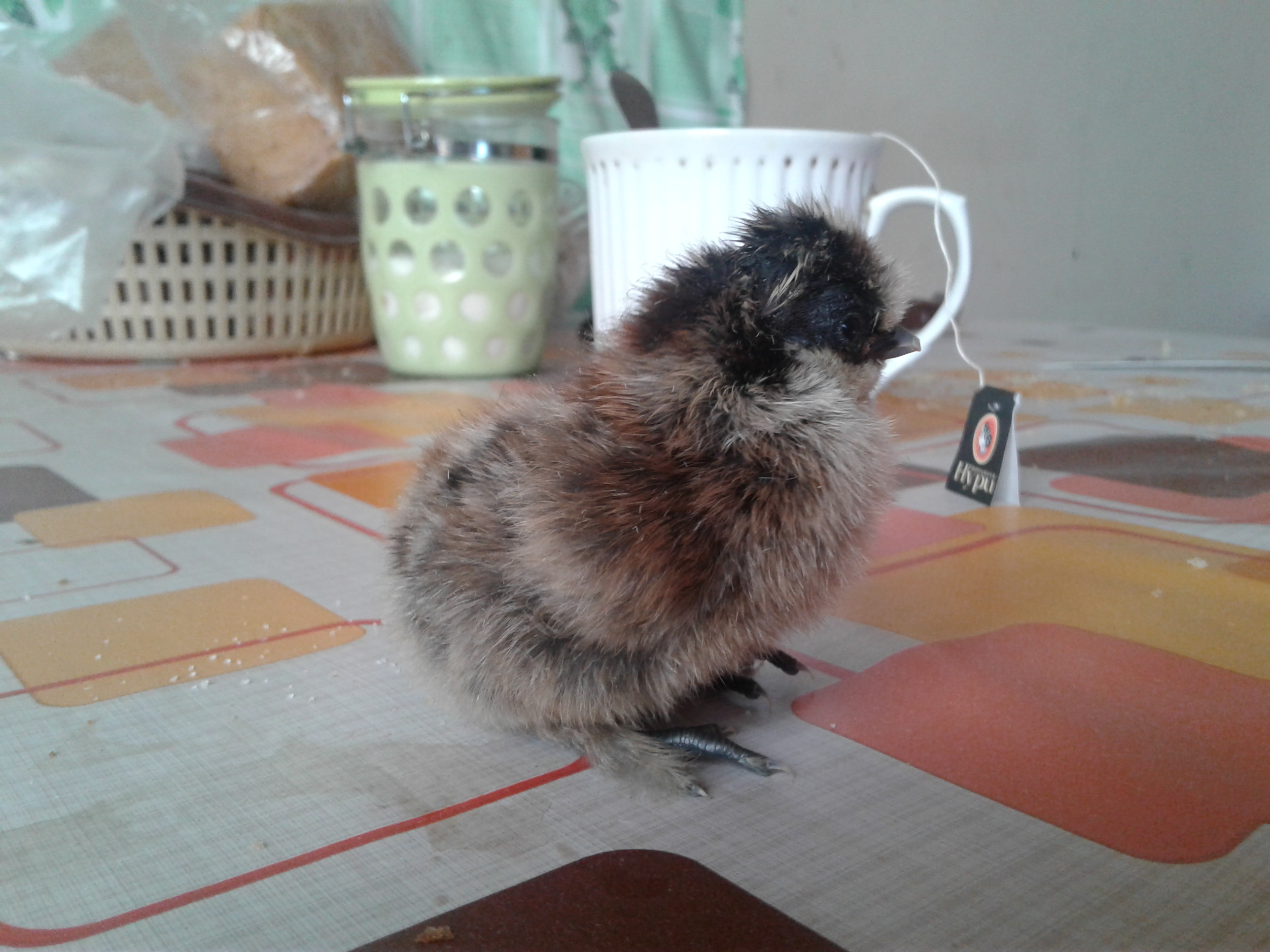 Китайский шёлковый цып