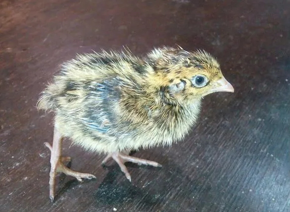 Птенец эстонского перепела