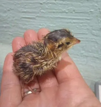 Необсохший новорожденный птенец эстонского перепела