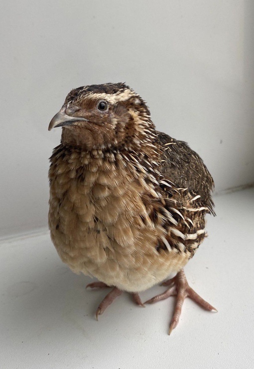 Самец эстонского перепела