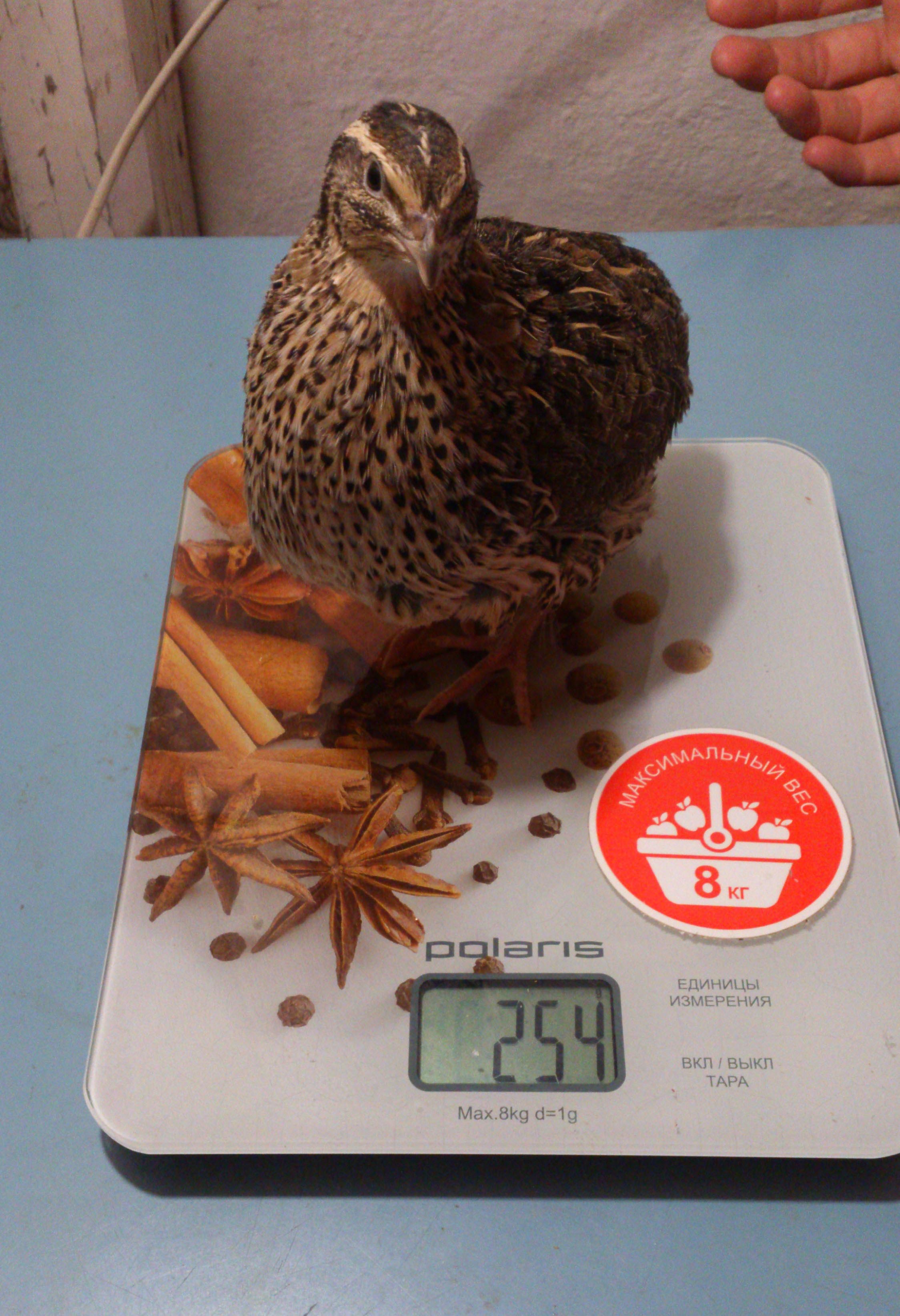 Самка эстонского перепела