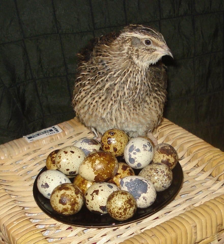 Самка эстонского перепела