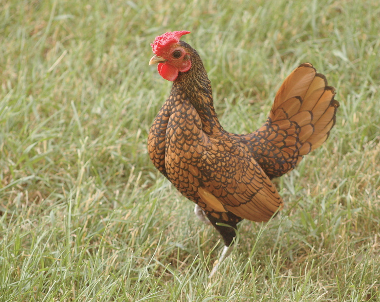Петух Золотого Сибрайта