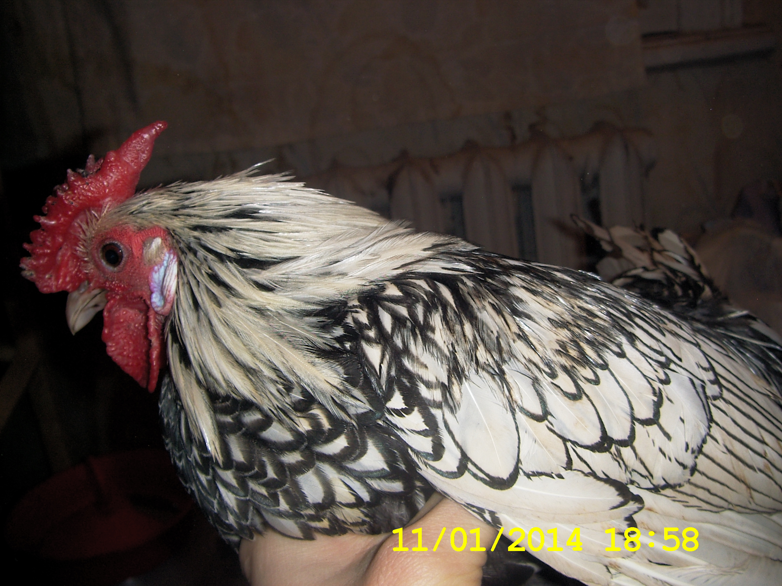 Петух серебрянного сибрайта с недопустимыми недостатками