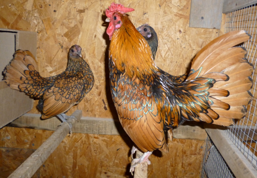 Петух золотого сибрайта с недопустимыми недостатками