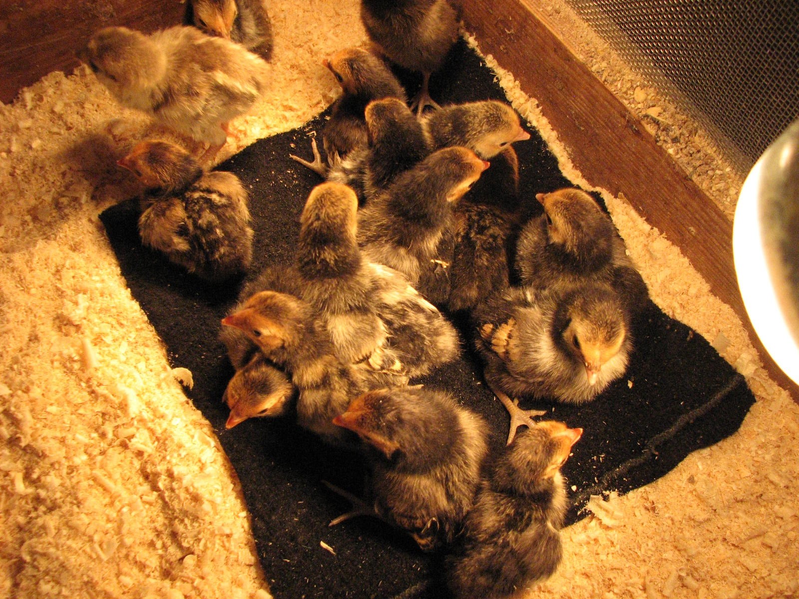 Цыплята породы Сибрайт