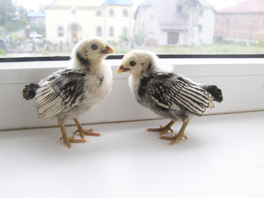 Цыплята серебрянного Сибрайта