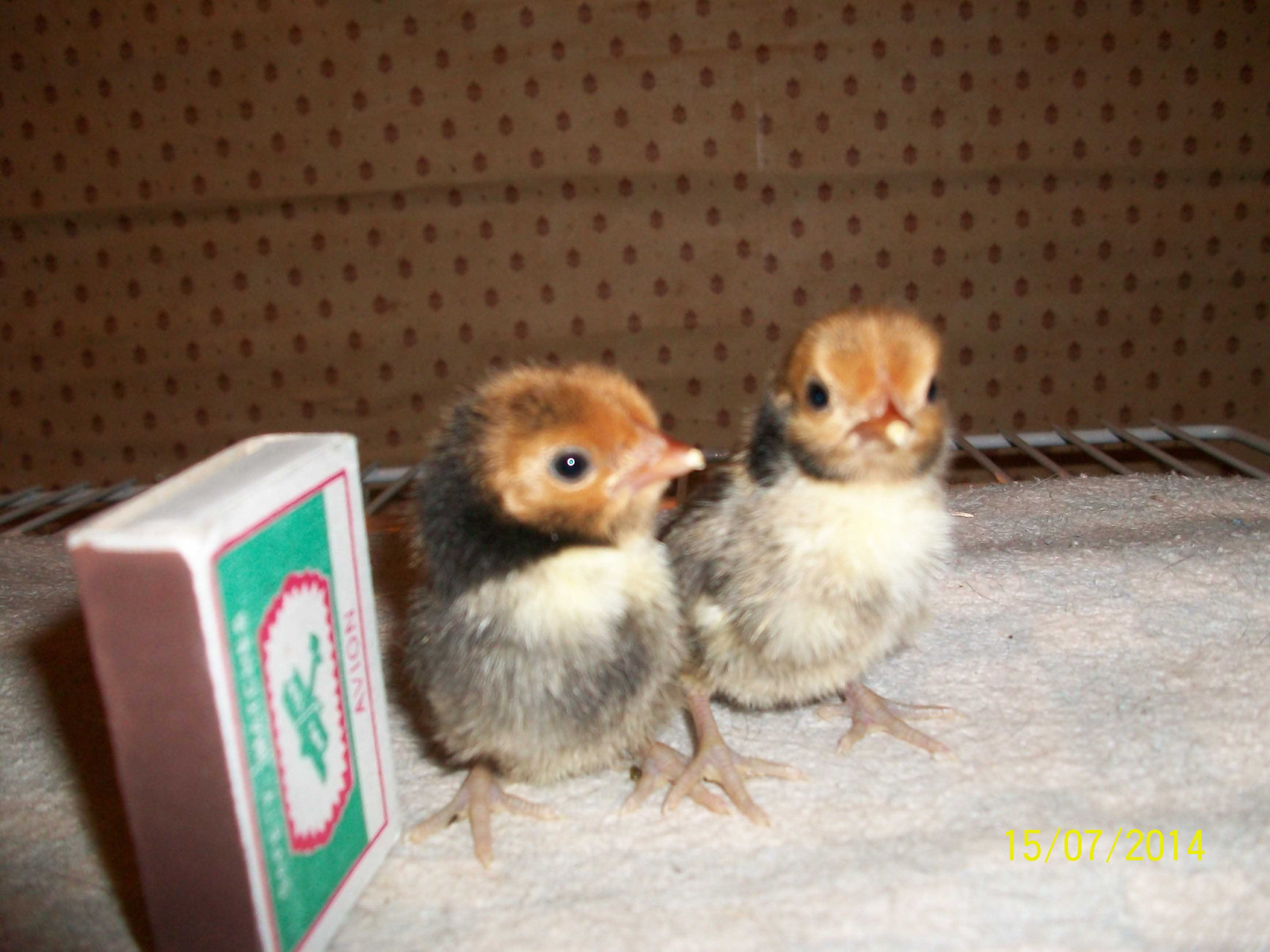 Цыплята золотого Сибрайта