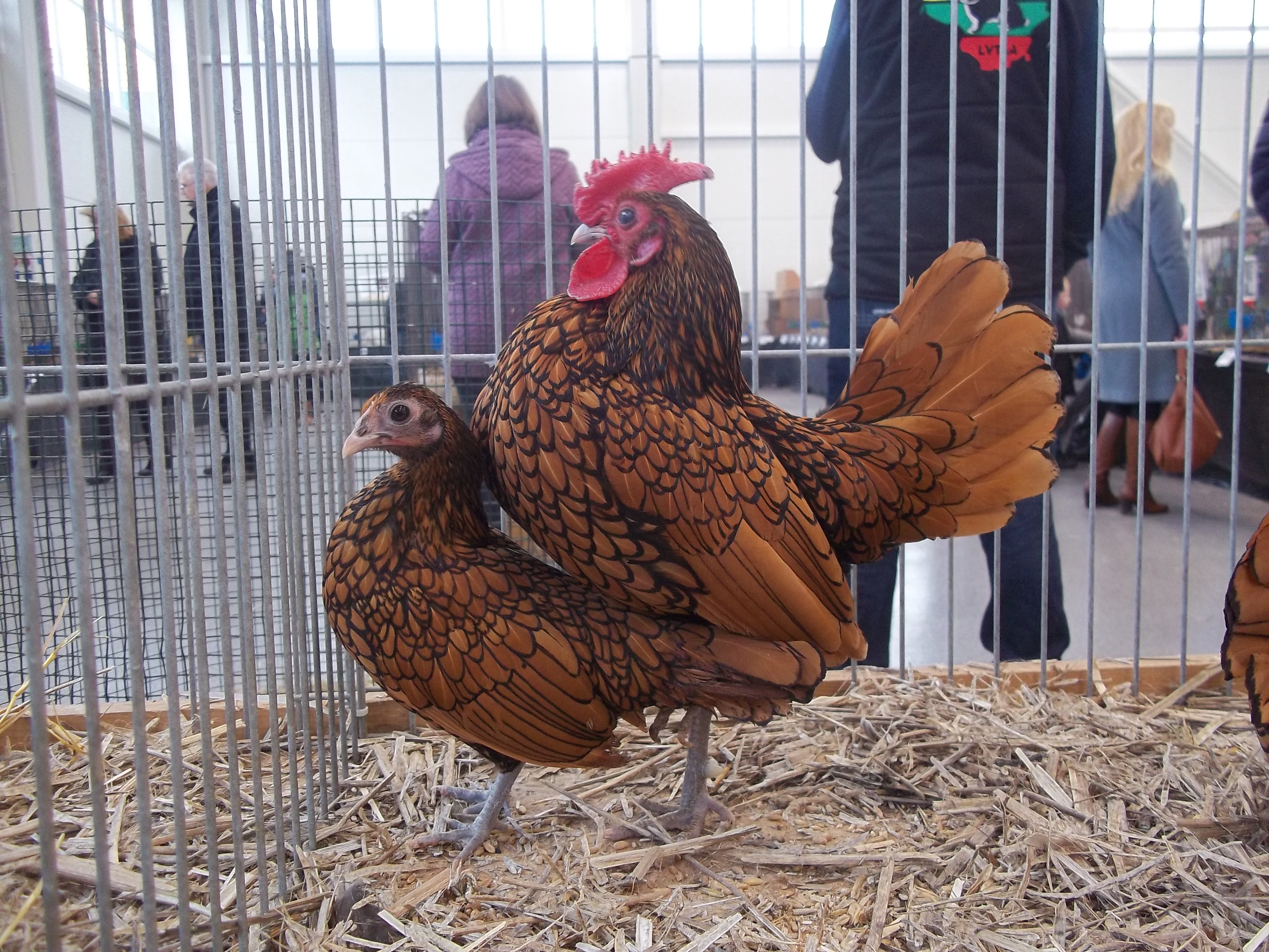 Пара золотых Сибрайтов на литовской выставке