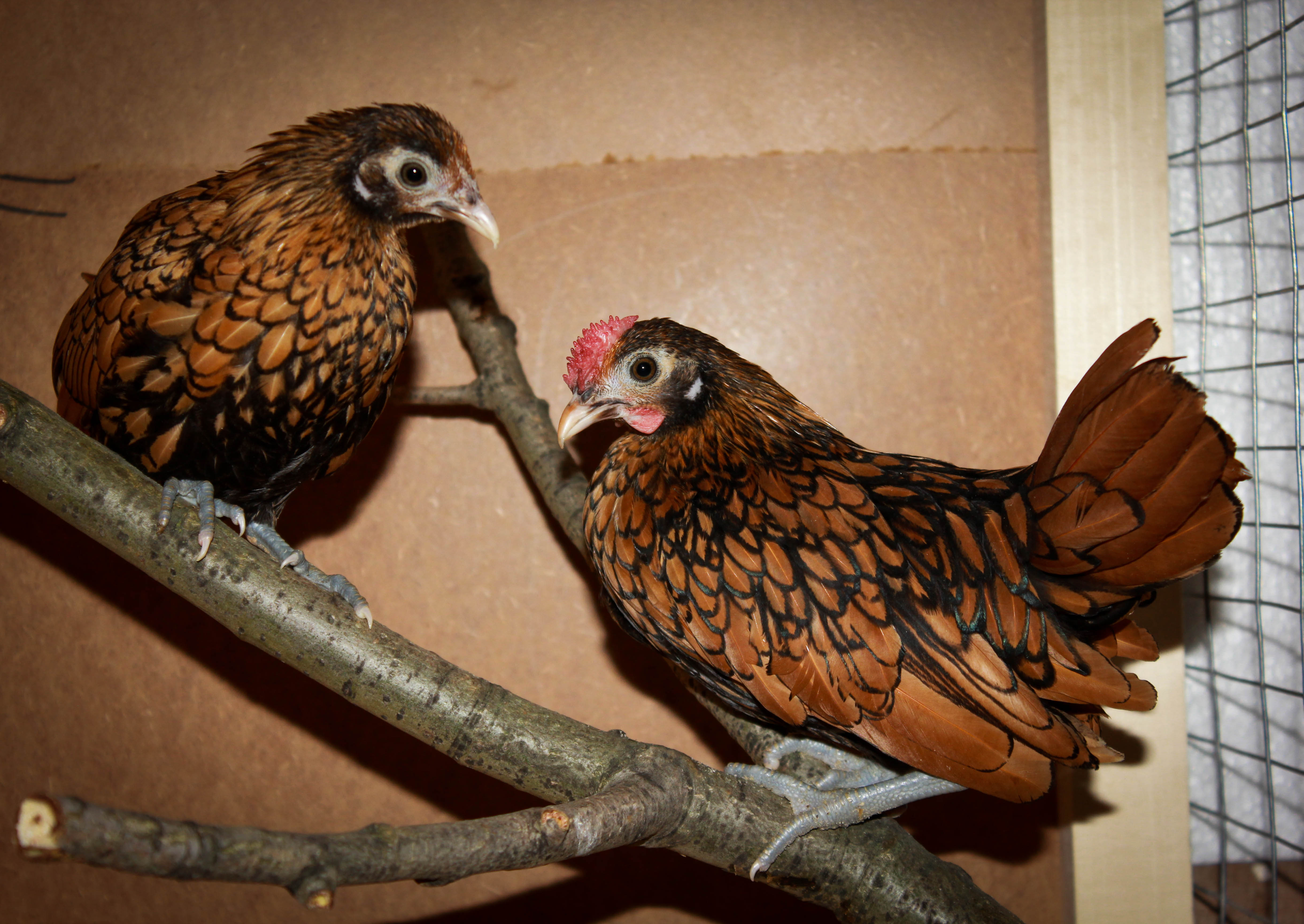 Пара Золотых Сибрайтов