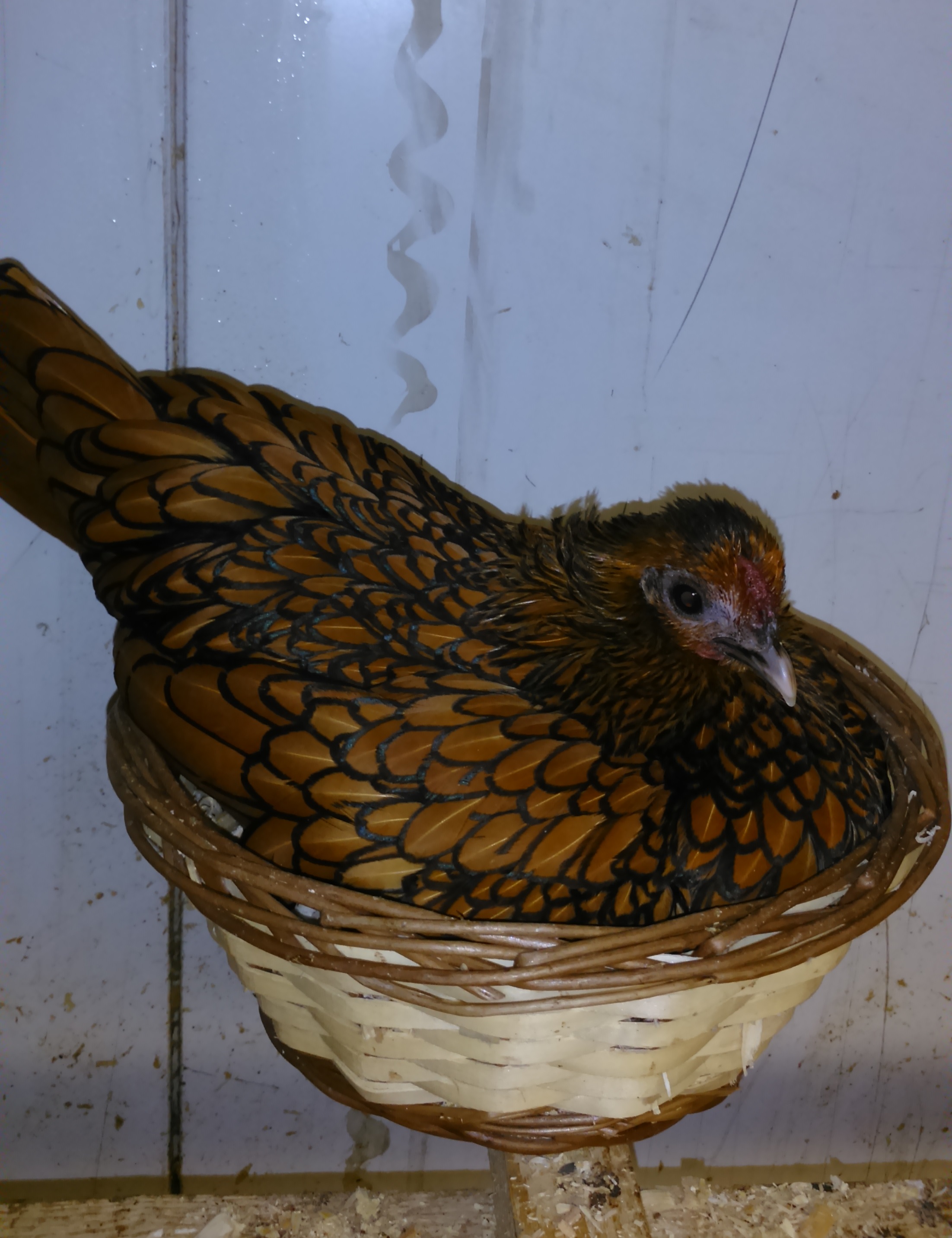 Курица Золотого Сибрайта на гнезде