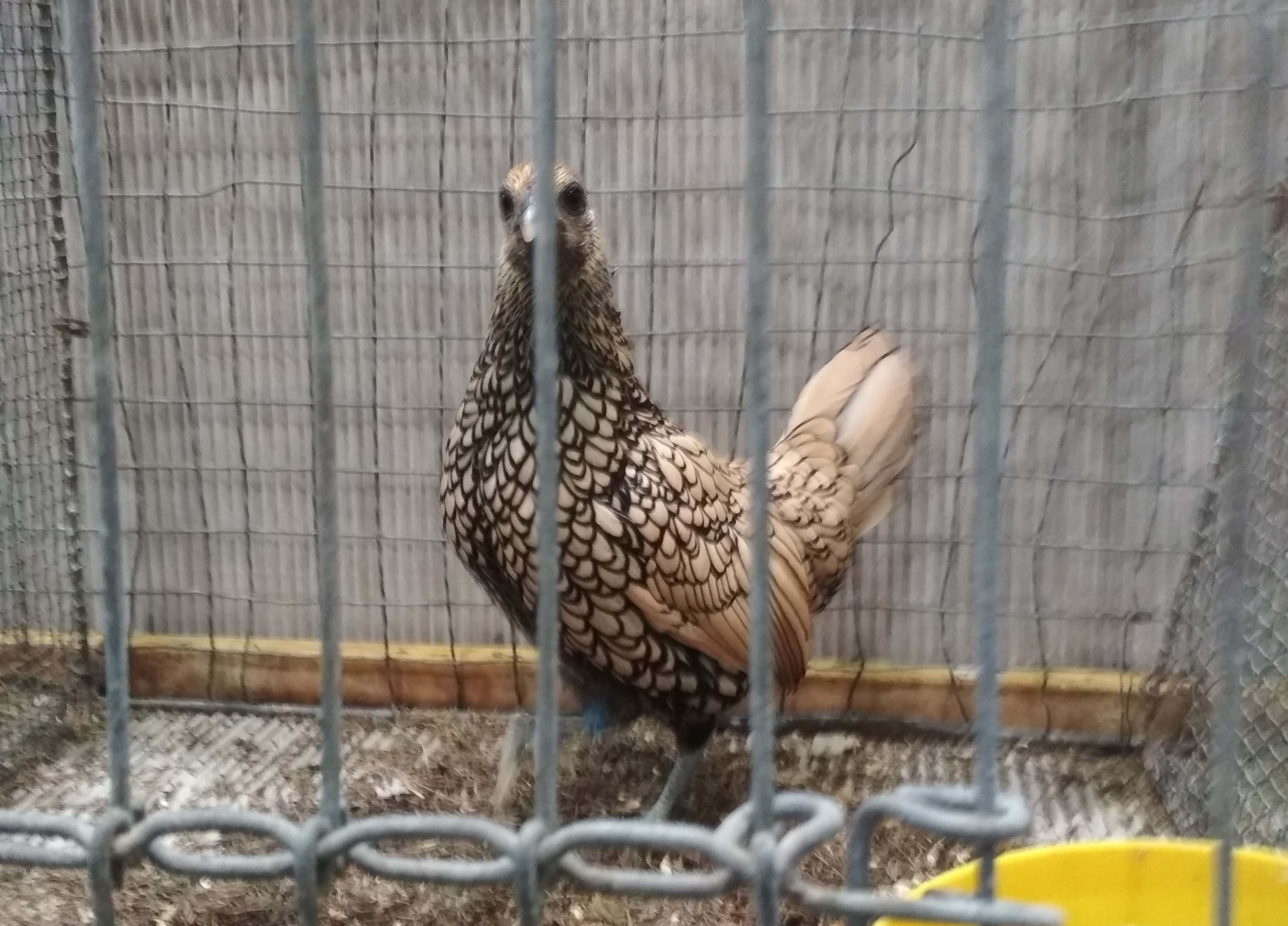 Курица Лимонного Сибрайта на выставке в Лейпциге