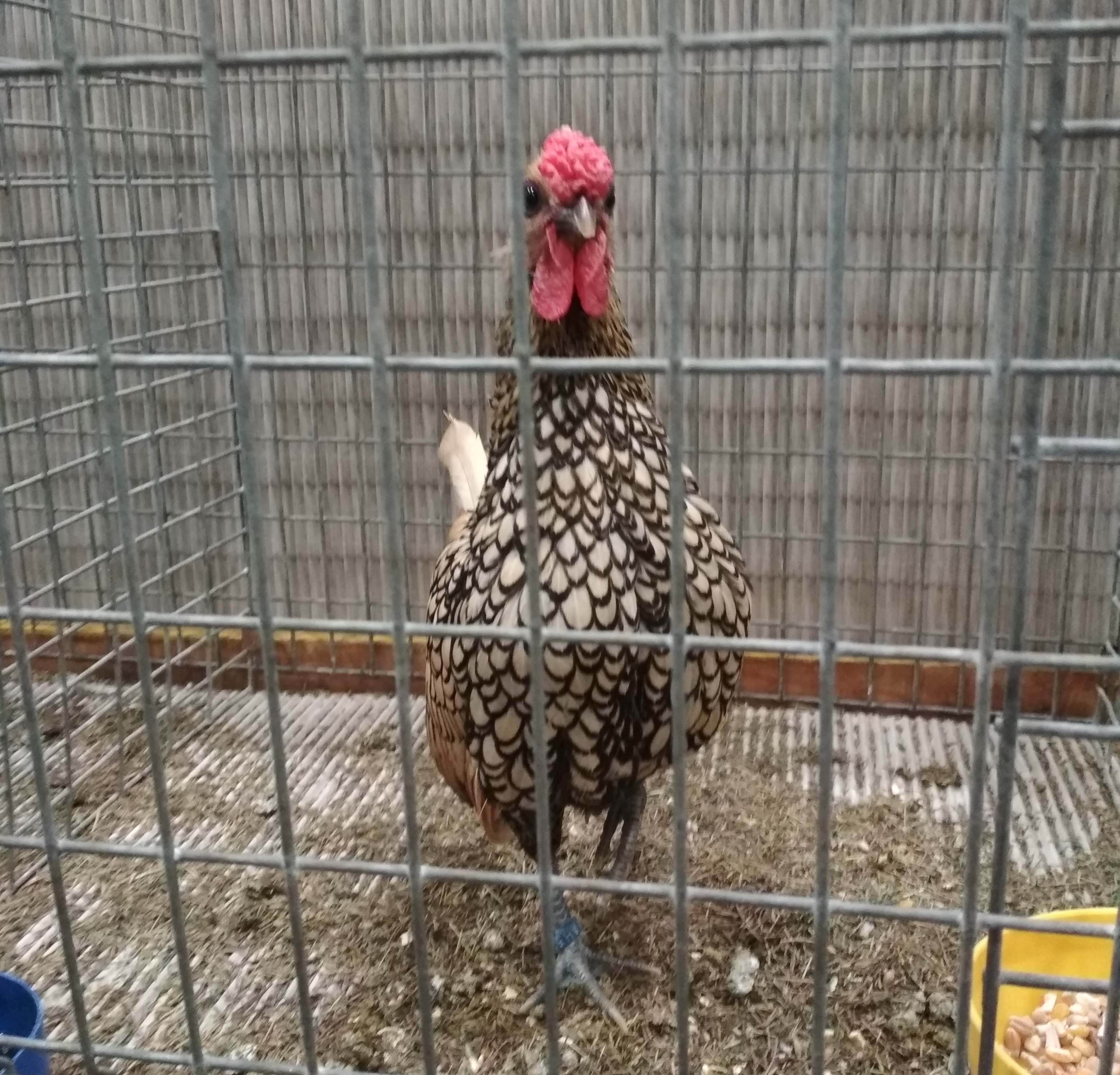 Петух Лимонного Сибрайта на выставке в Лейпциге