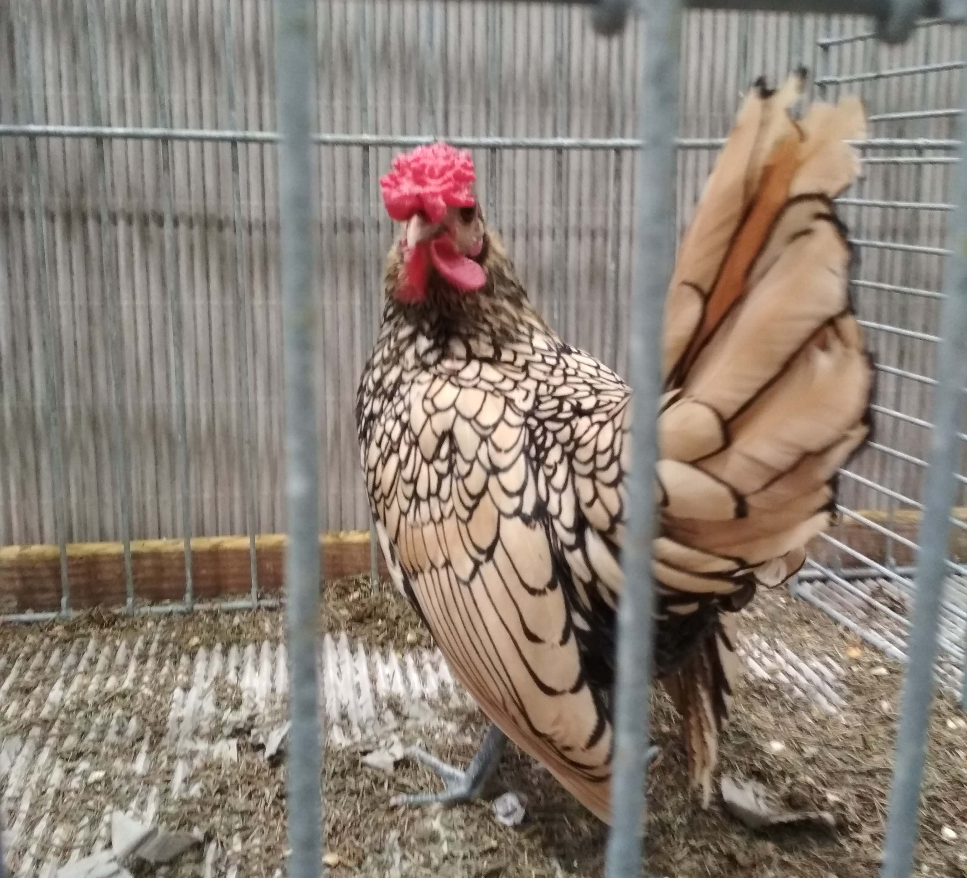 Петух Лимонного Сибрайта на выставке в Лейпциге