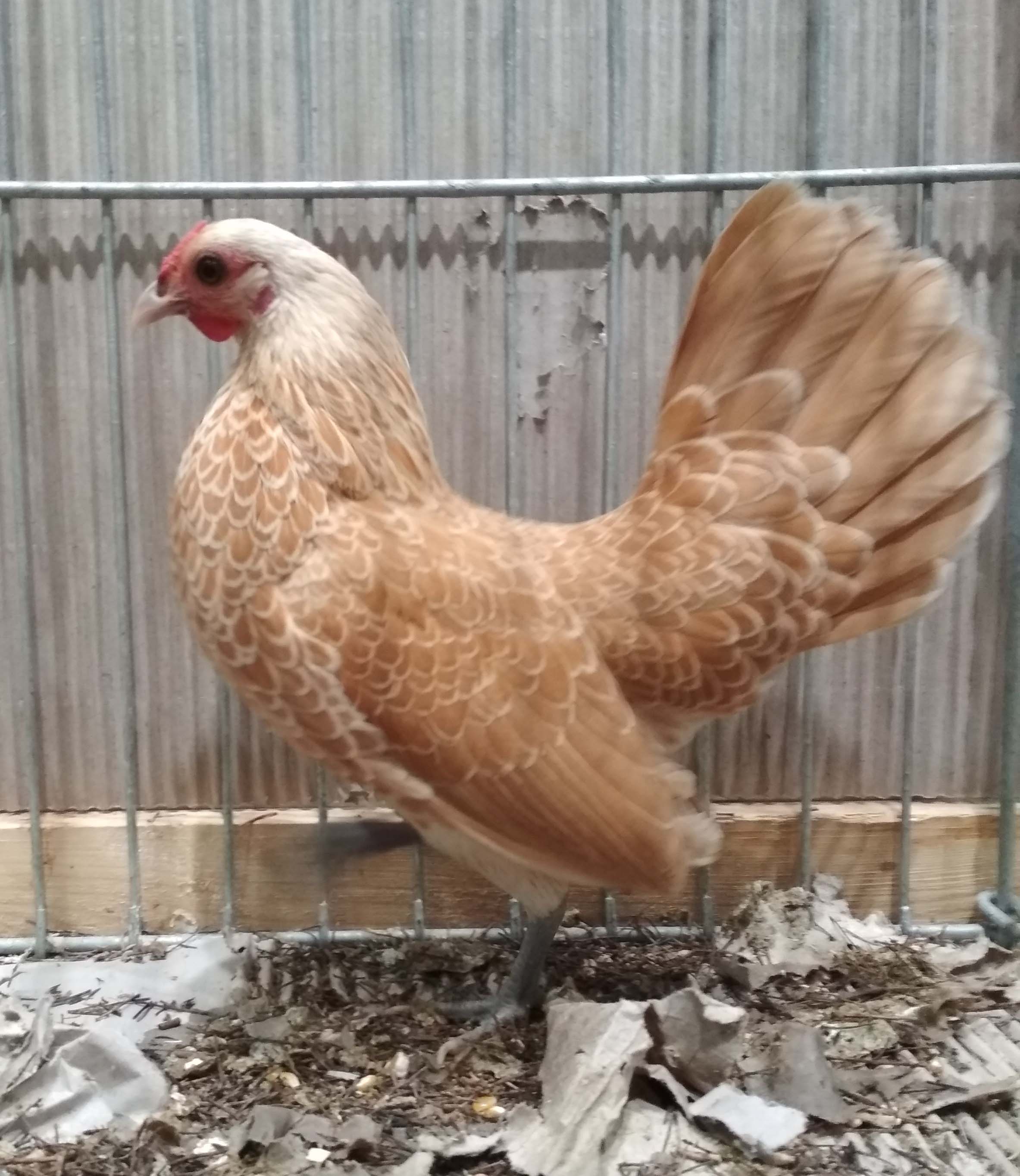 Курица Сибрайта Шамоа на выставке в Лейпциге