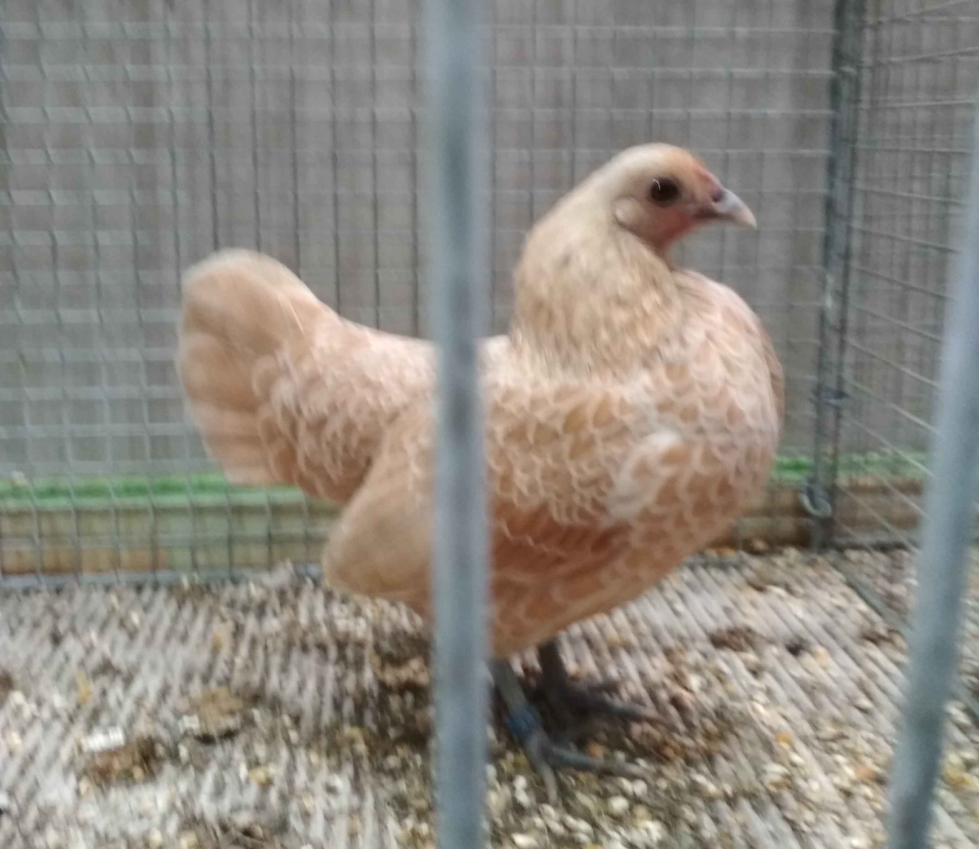 Курица Сибрайта Шамоа на выставке в Лейпциге