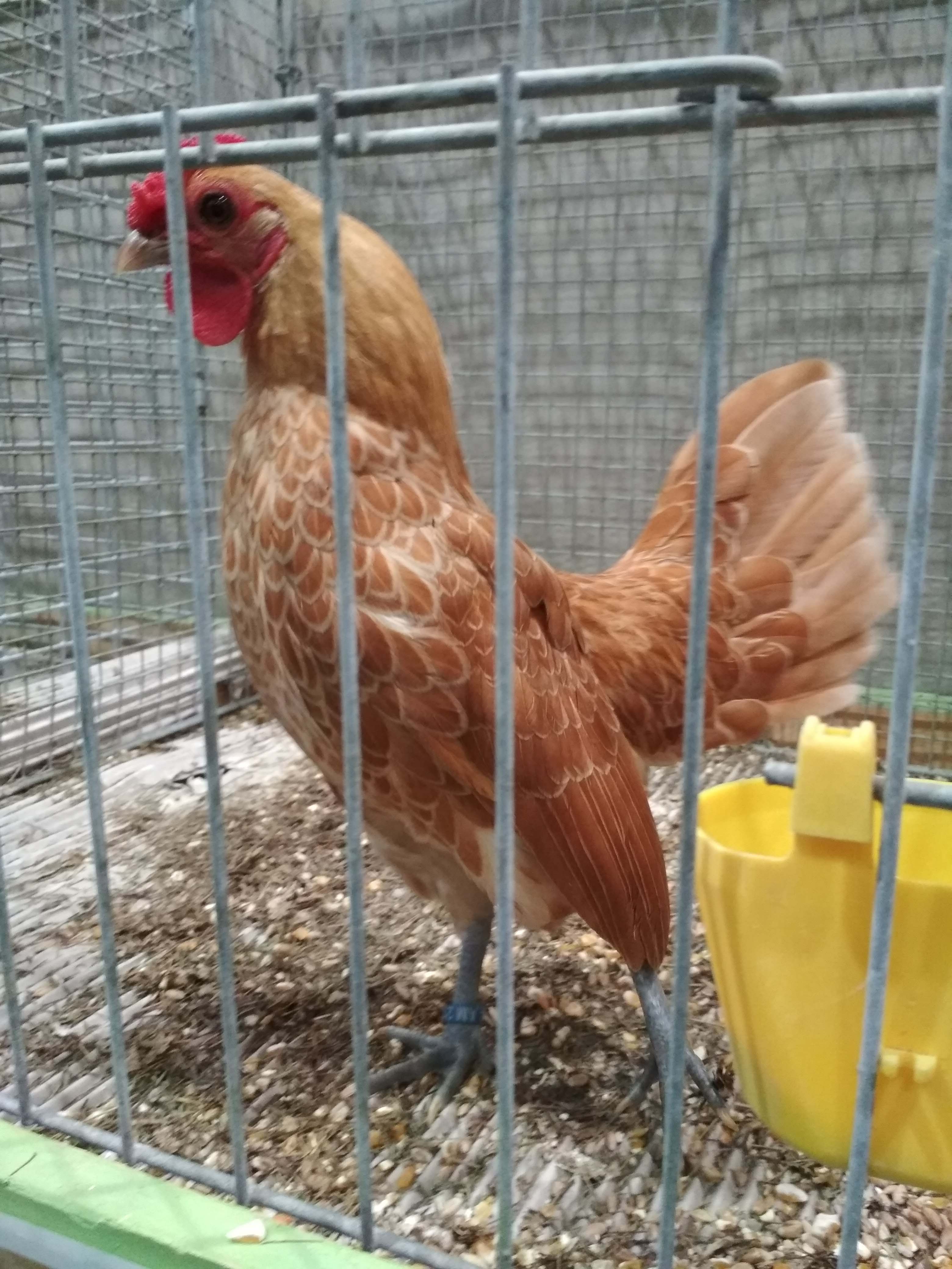 Петух Сибрайта Шамоа на выставке в Лейпциге