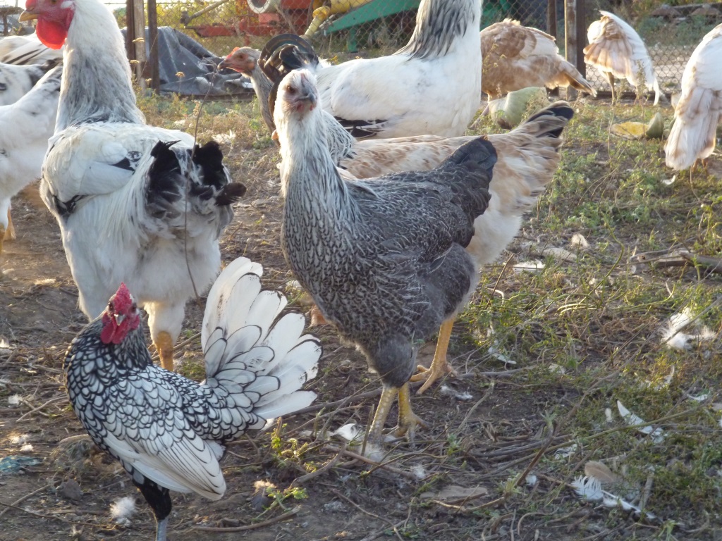 Сибрайт в сравнении с другими курами