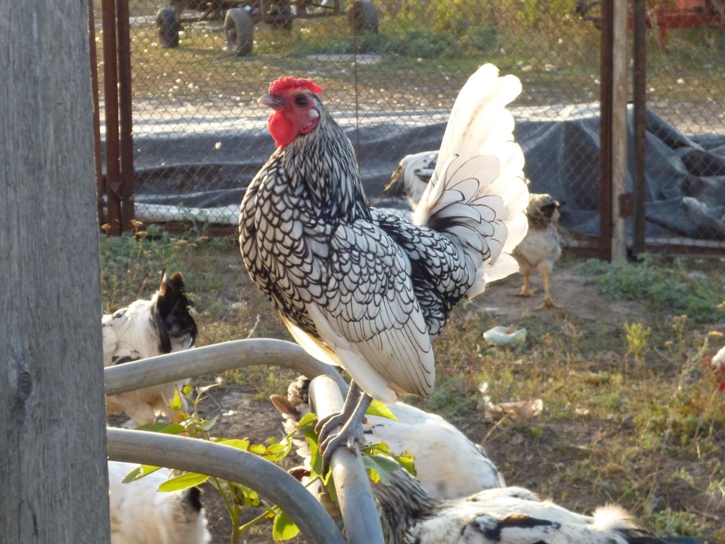 Петух Серебрянного Сибрайта